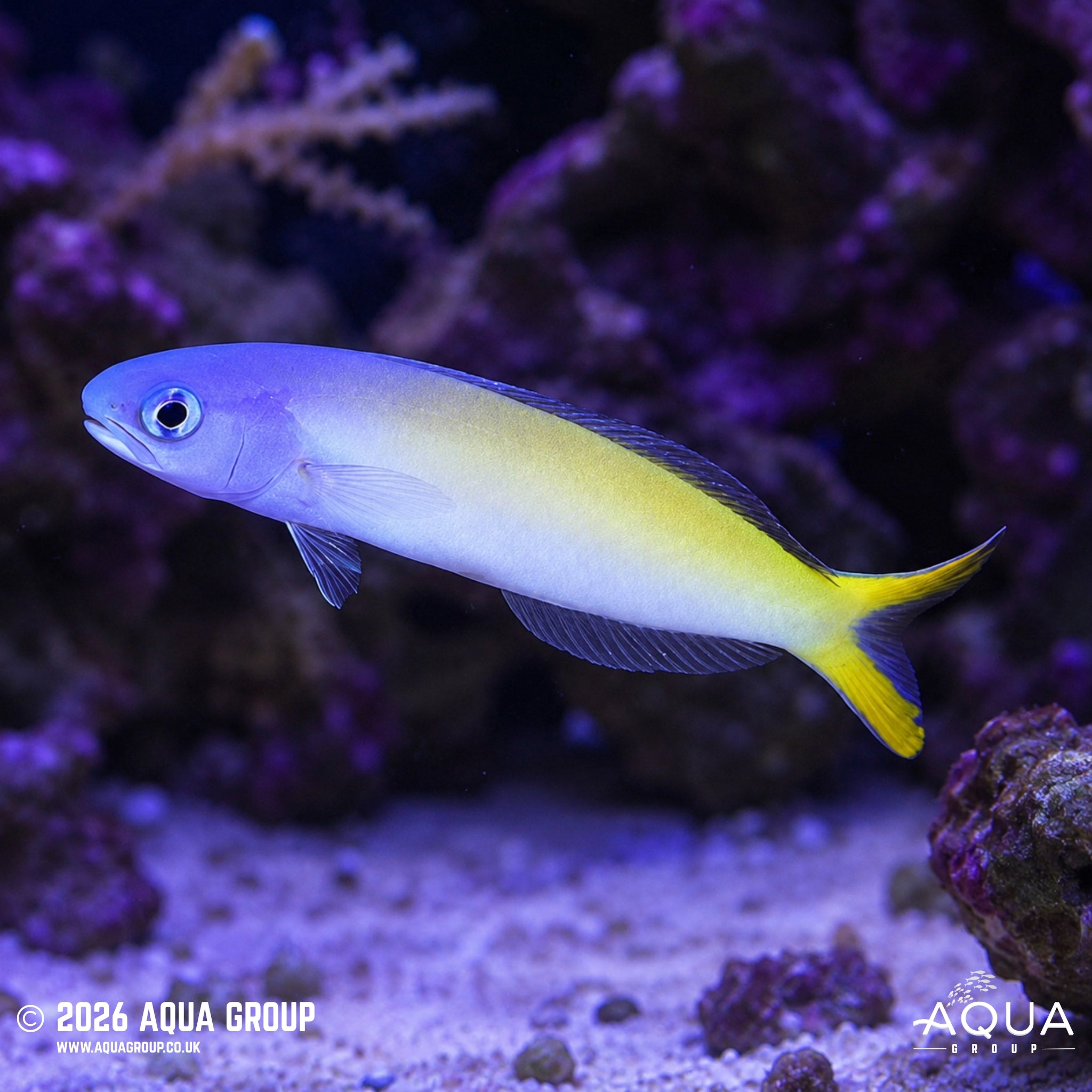 Blue Head Tilefish - Hoplolatilus starcki