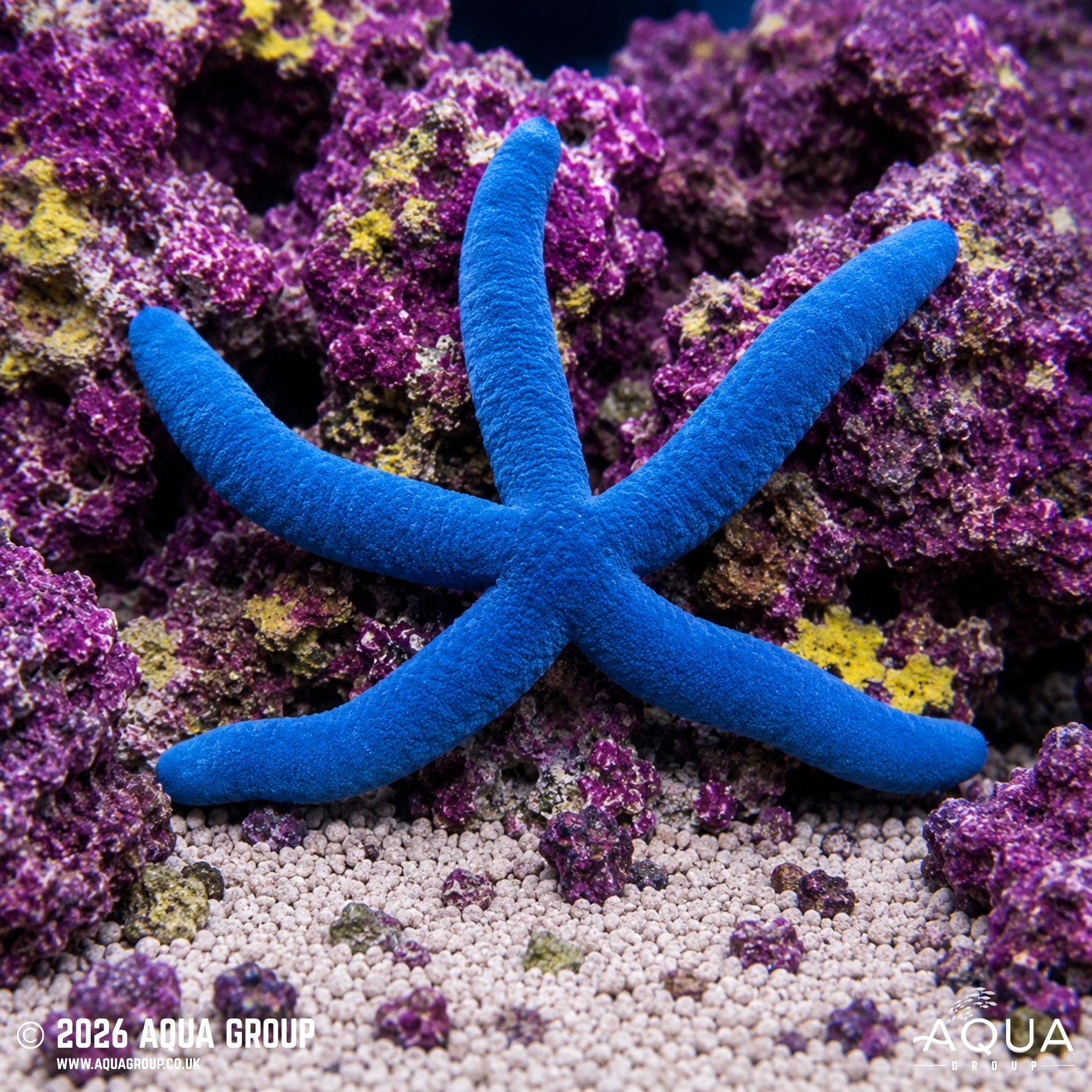 Blue Linckia Starfish - Linckia laevigata