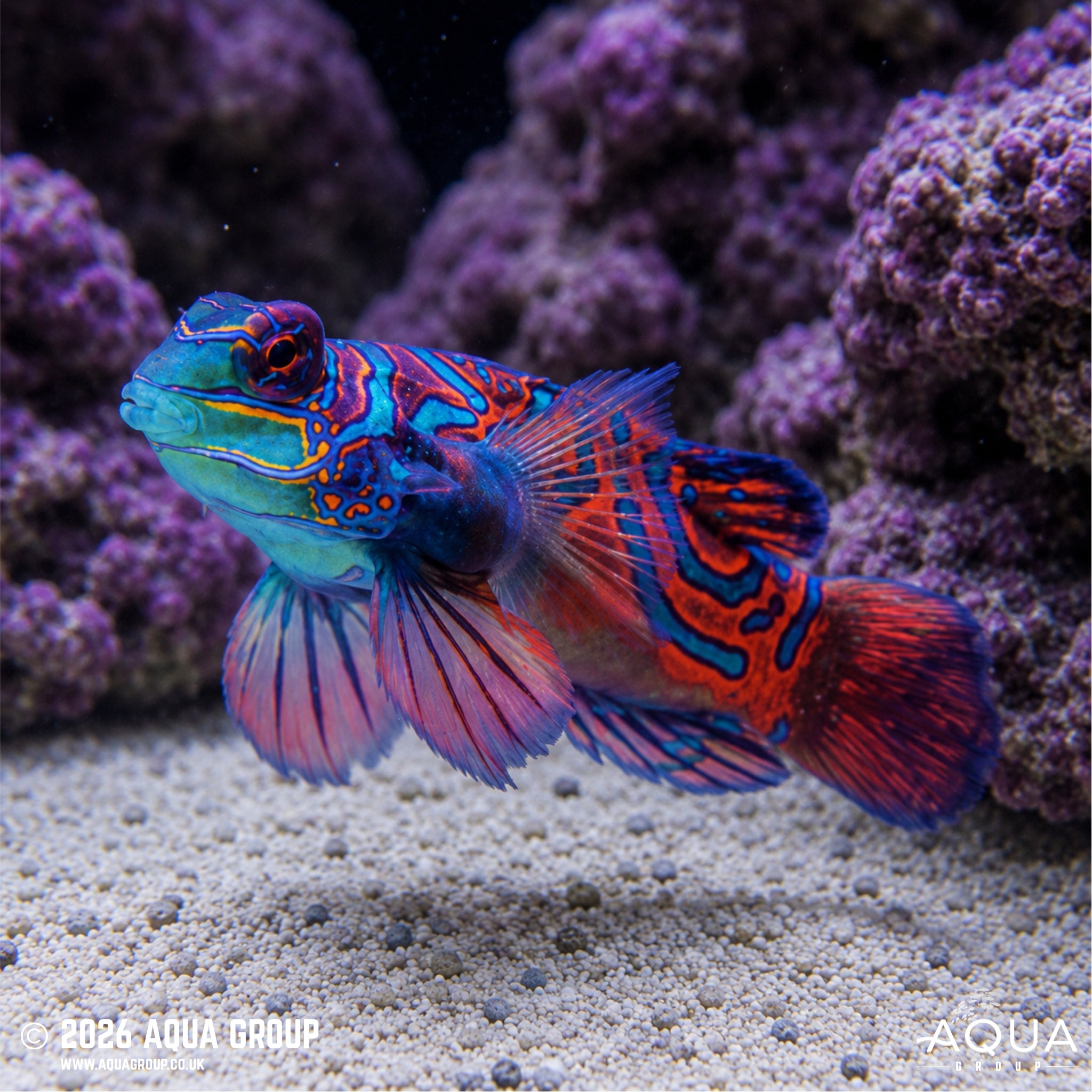 Blue Mandarin - Synchiropus splendidus