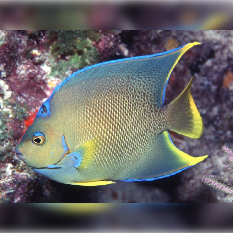 Blue Queen Angel - Adult - Aqua Group