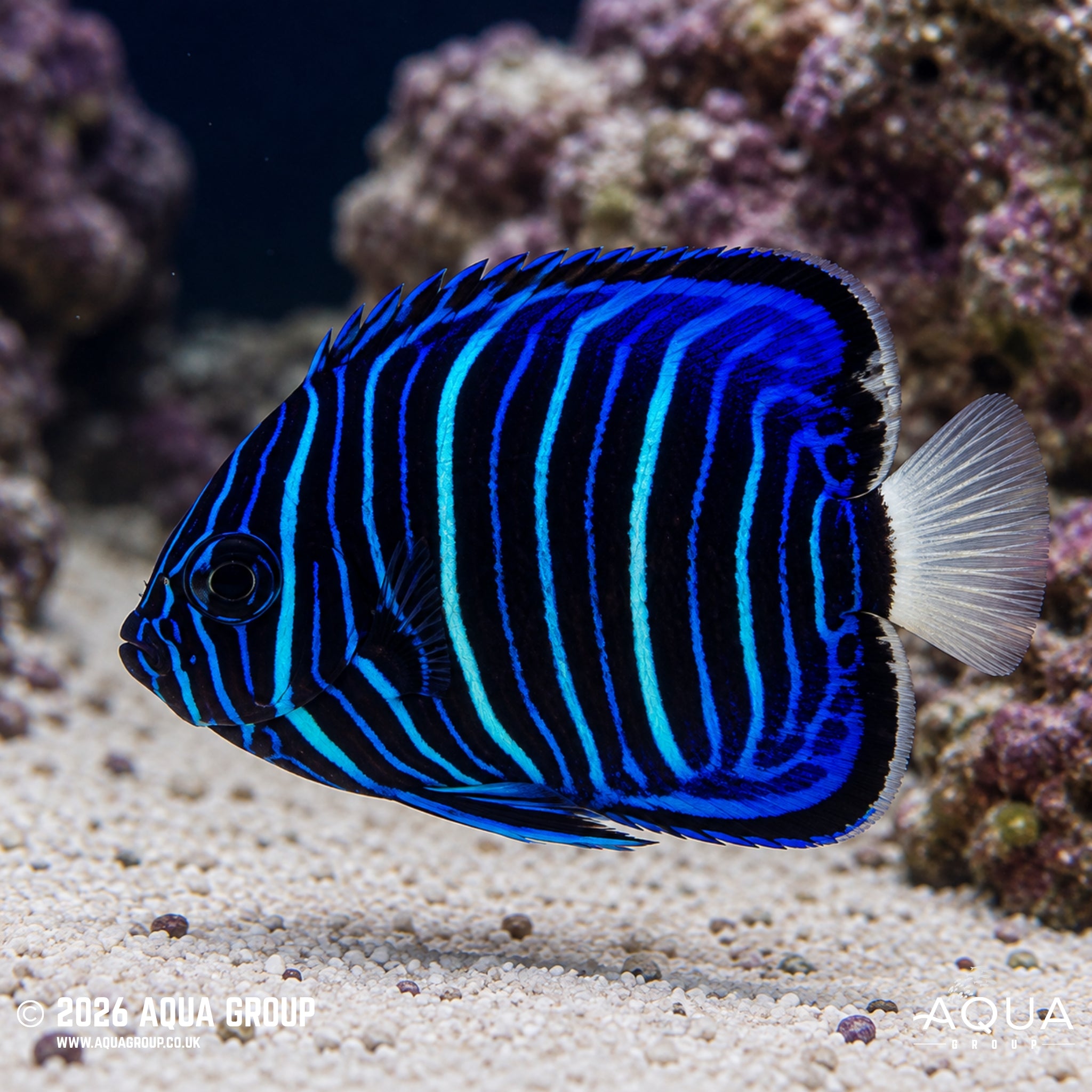 Blue Ring Angelfish - Pomacanthus annularis