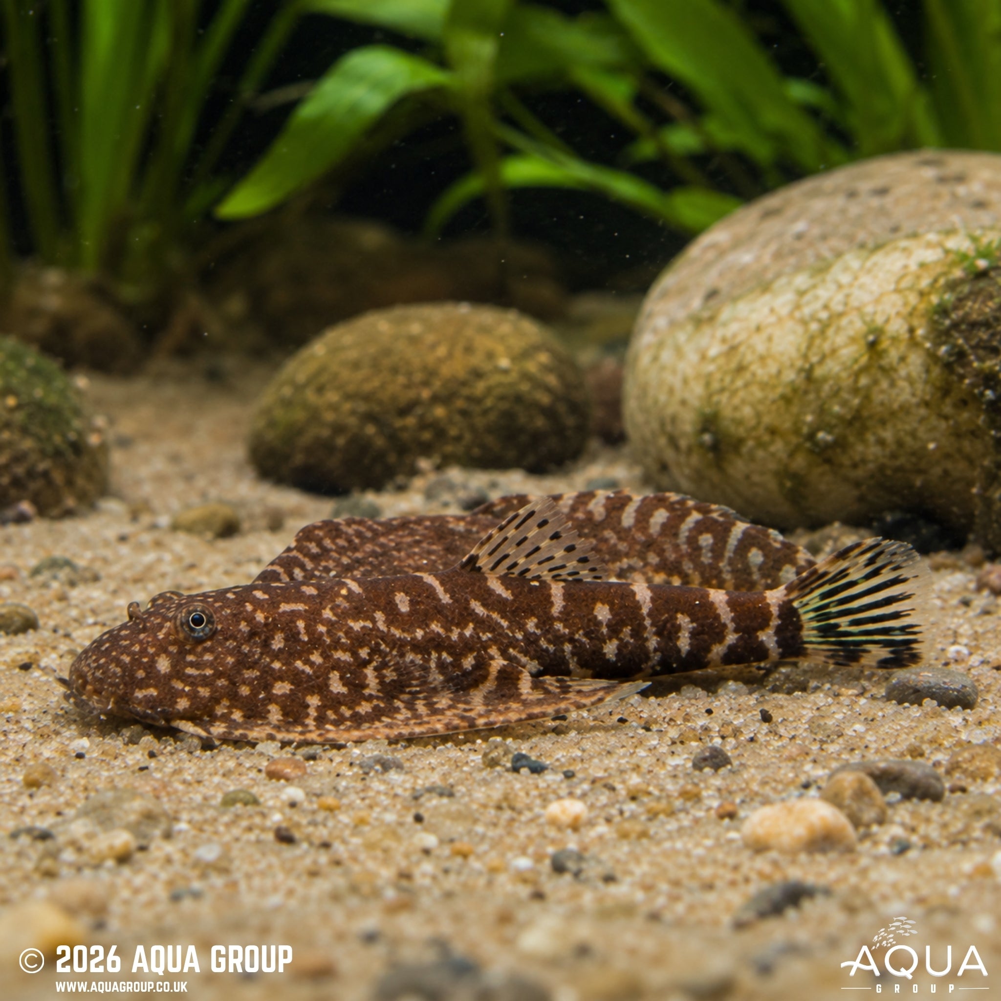 Blue Tail Borneo Loach - Gastromyzon sp.SK03