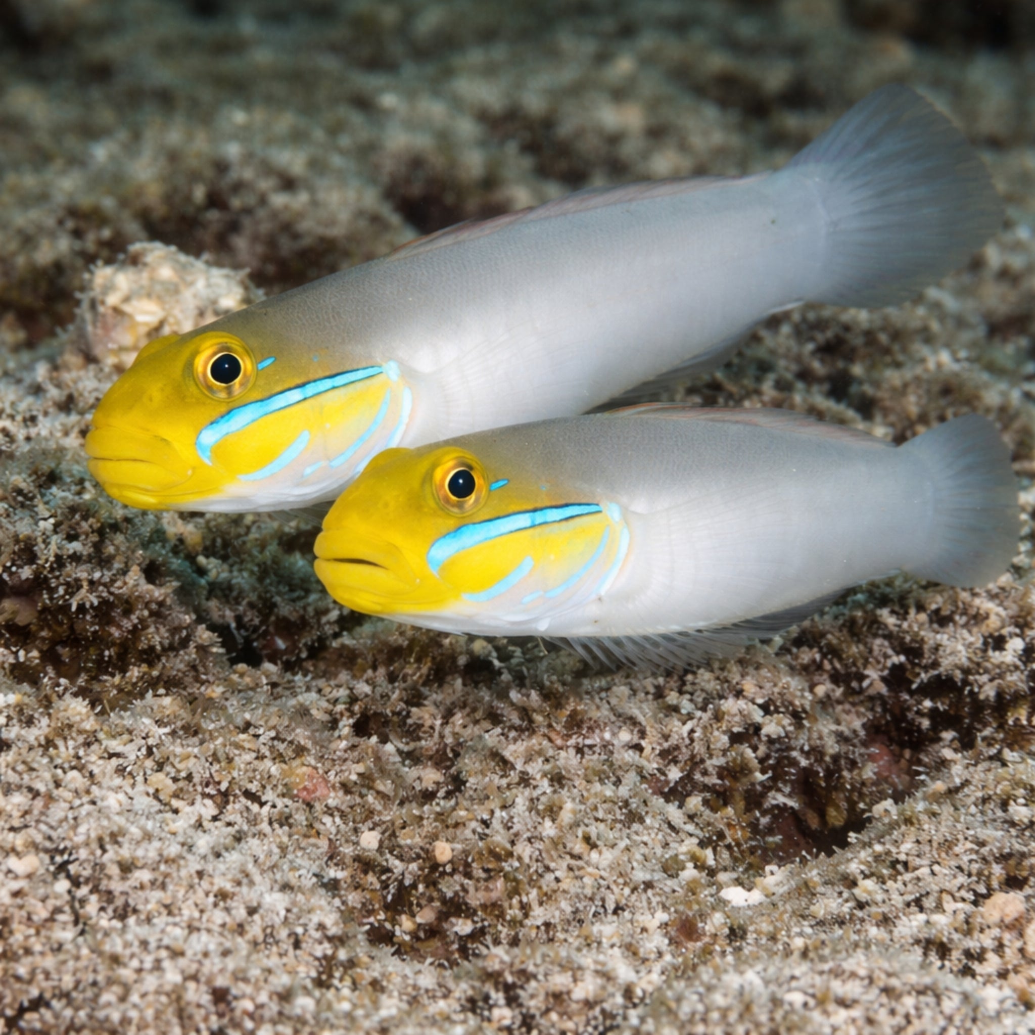 Blue Cheek Goby - Valenciennea strigata - Aqua Group