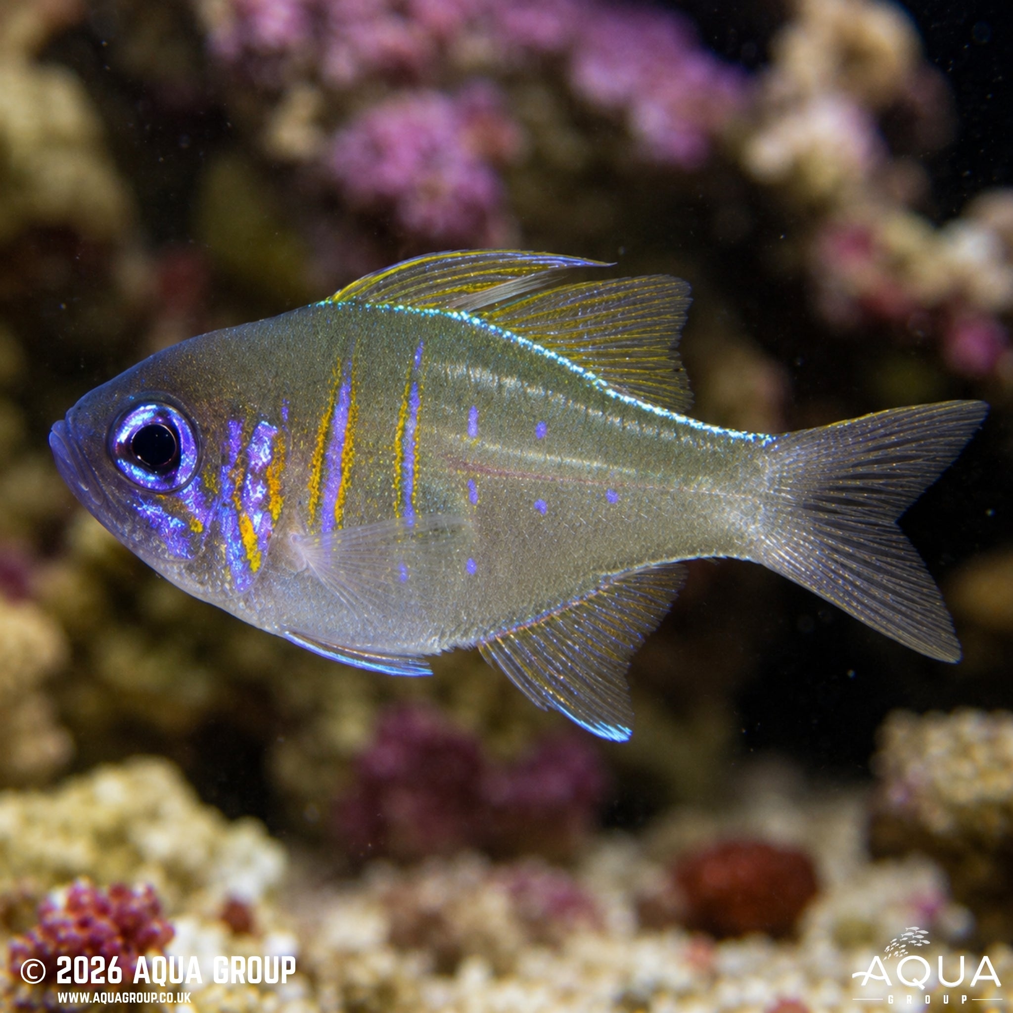 Blue Eye Cardinalfish - Zoramia leptacantha - Aqua Group