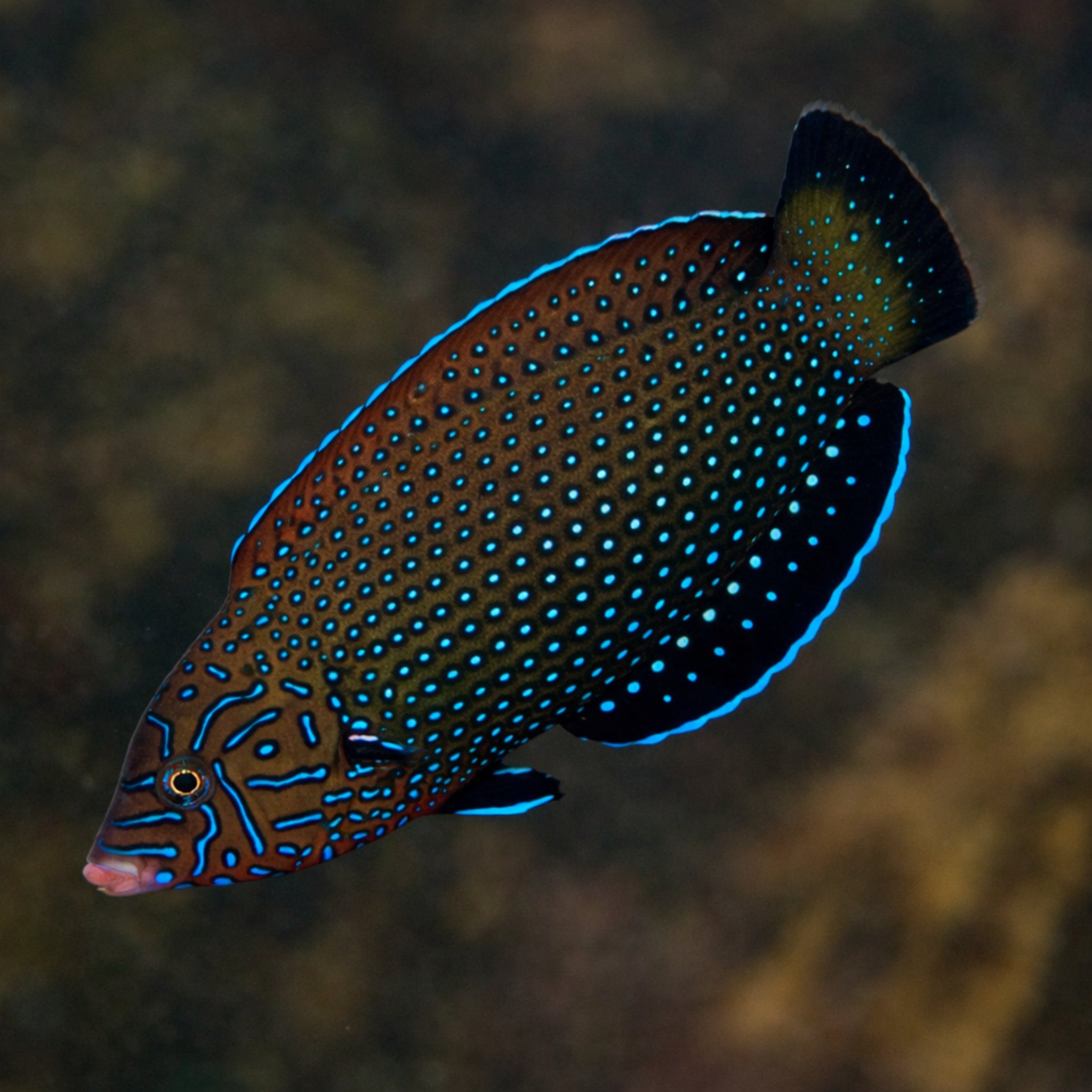Blue Spotted Tamarin Wrasse - Anampses caeruleopunctatus