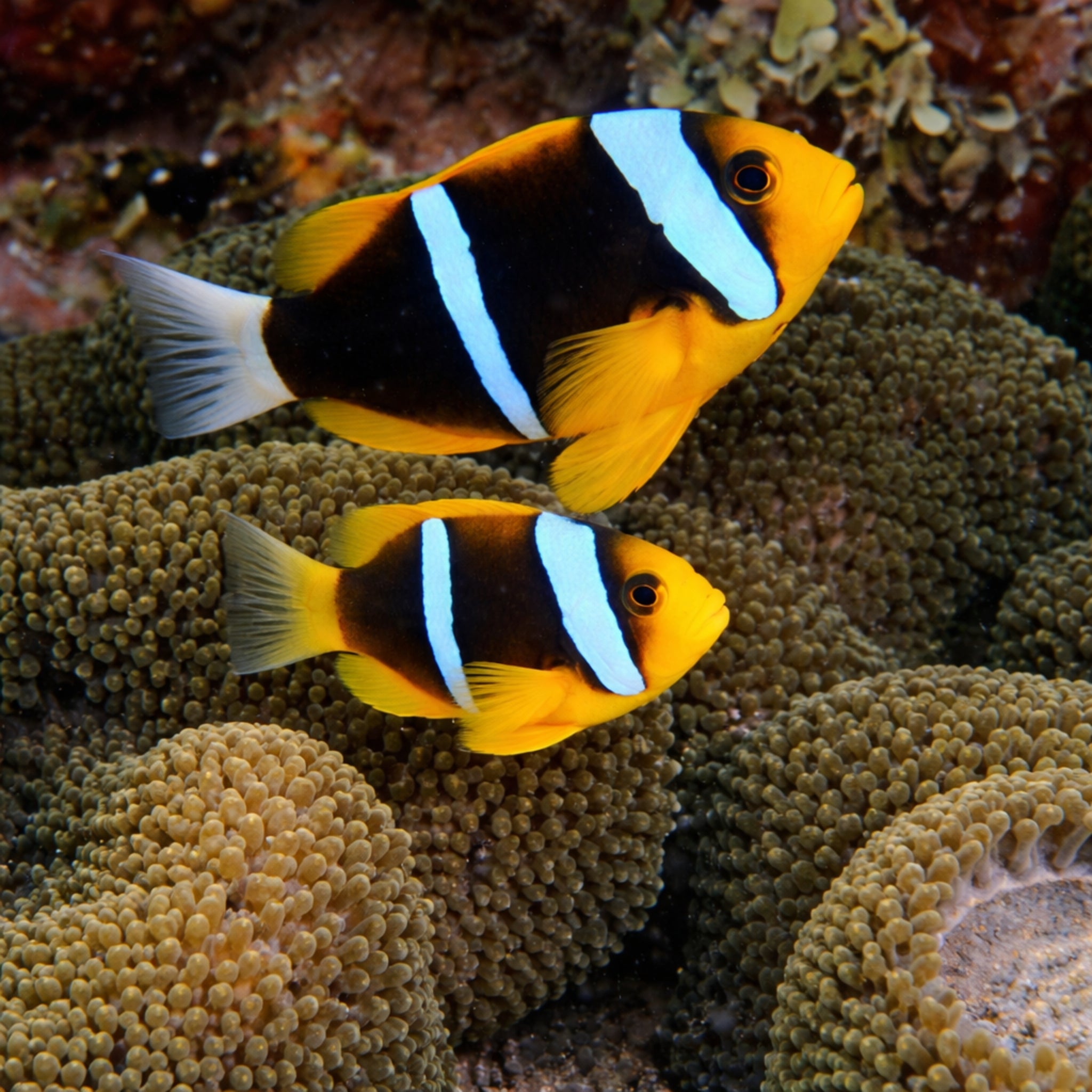 Blue Stripe Clownfish - Amphiprion chrysopterus