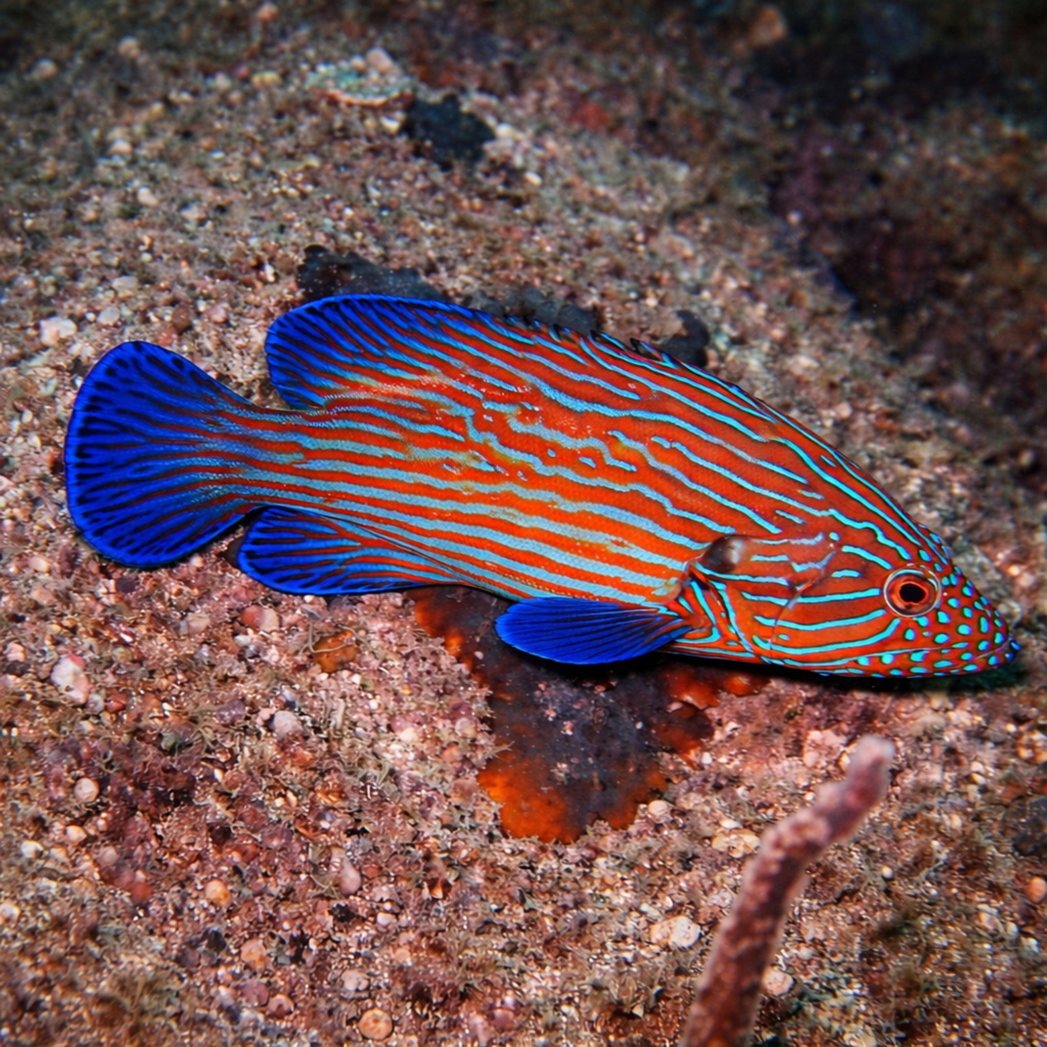 Blue Stripe Grouper - Cephalopholis formosa