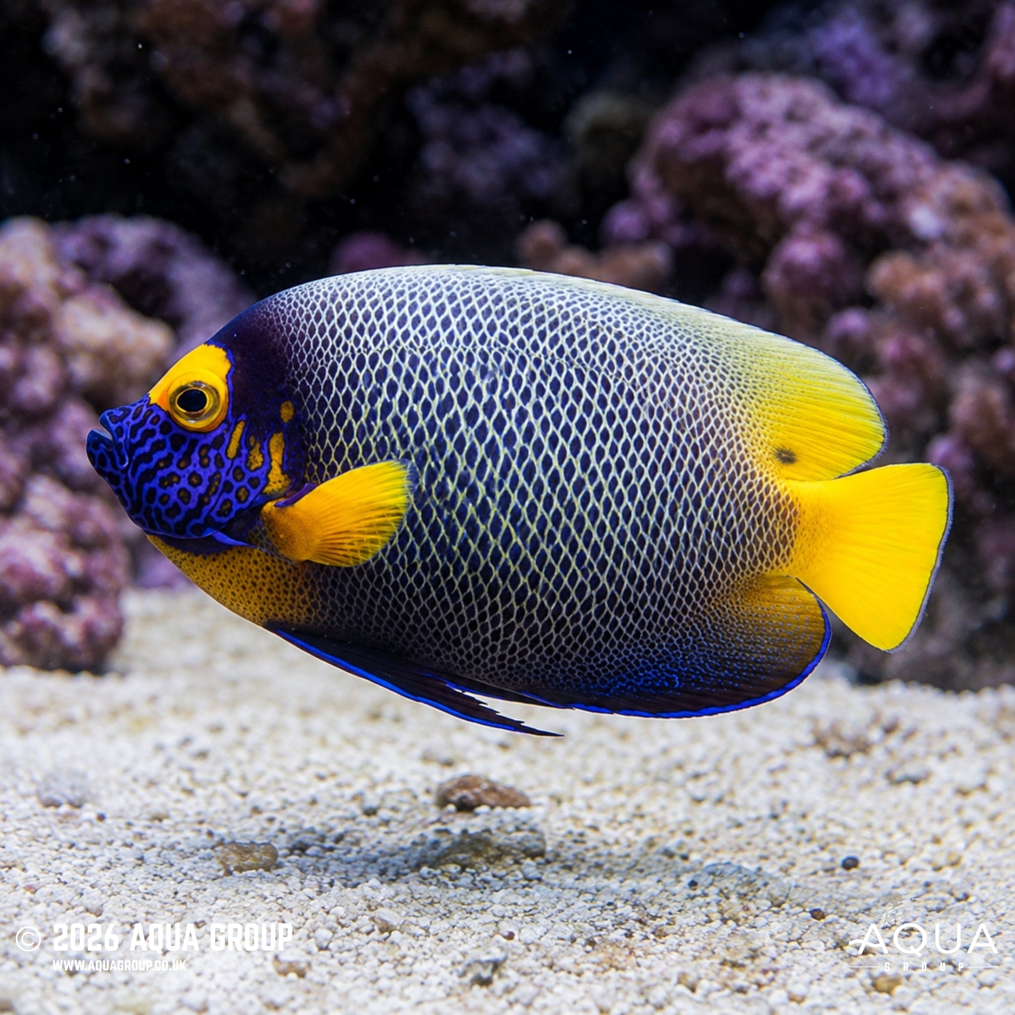 Blueface Angelfish - Pomacanthus xanthometopo