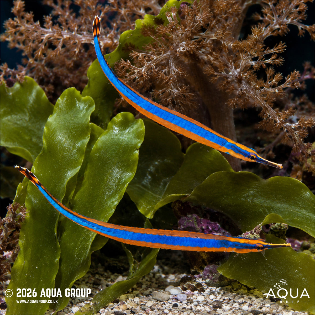 Bluestripe Pipefish - Doryrhamphus excisus