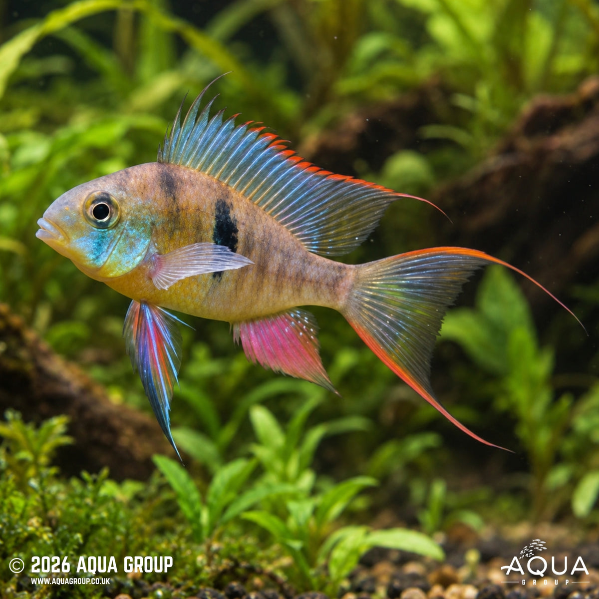 Bolivian Ram - Mikrogeophagus altispinosus