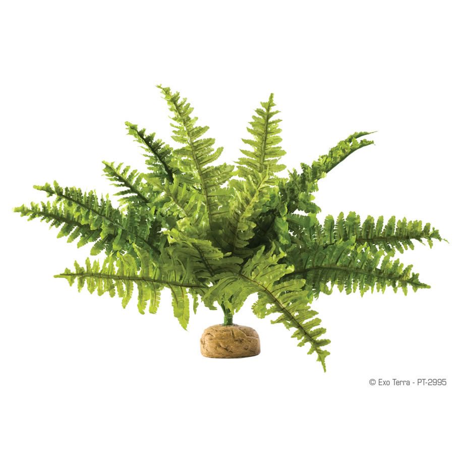 Boston Fern Medium