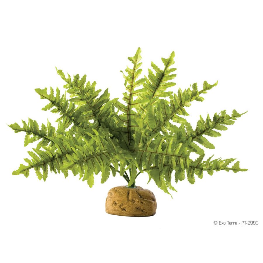 Boston Fern - Small