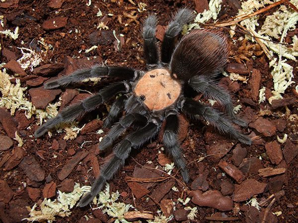 Brachypelma Albiceps (Golden Red Rump) 1.5cm Sling