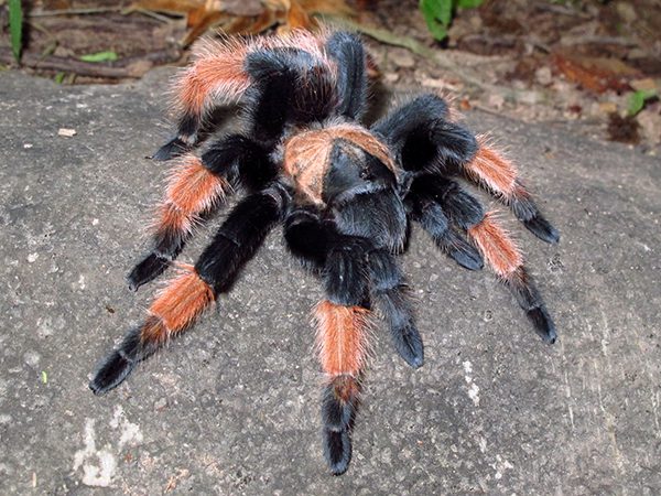 Brachypelma Emilia (Mexican Red Leg) 1cm Sling