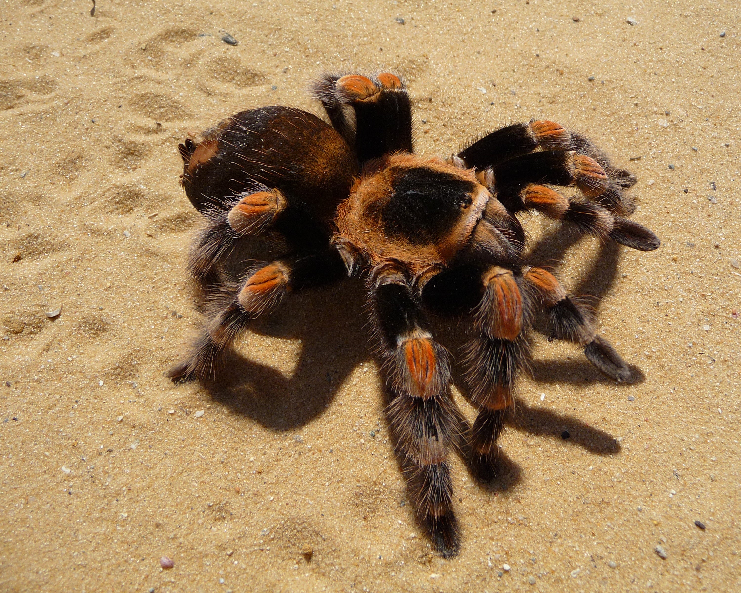 Brachypelma Hamorii (Mexican Red Knee) 4-5cm Leg Span Grown On Sling