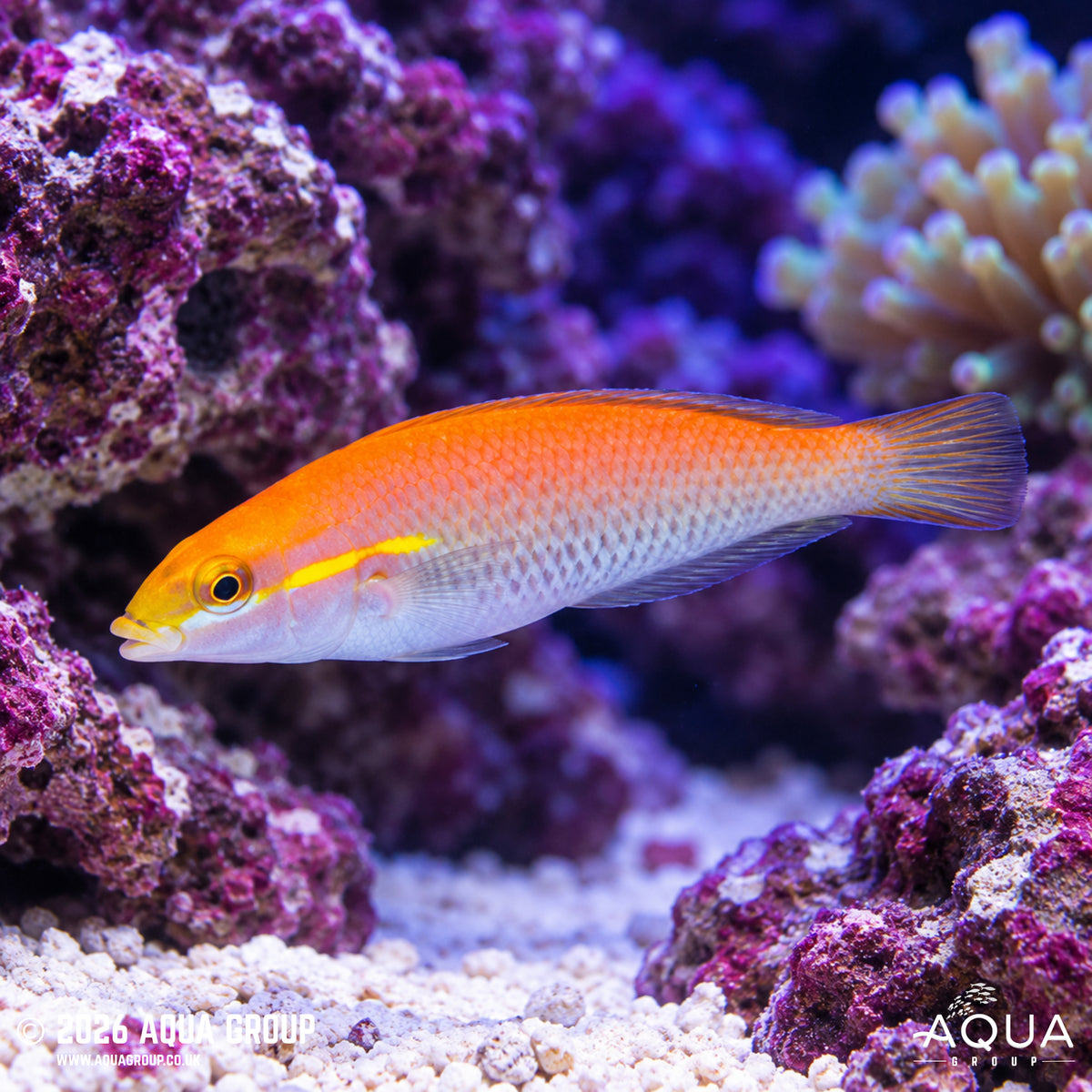 Brokenline Wrasse - Stethojulis interrupta