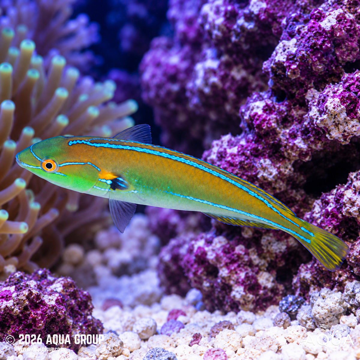 Brokenline Wrasse - Stethojulis interrupta