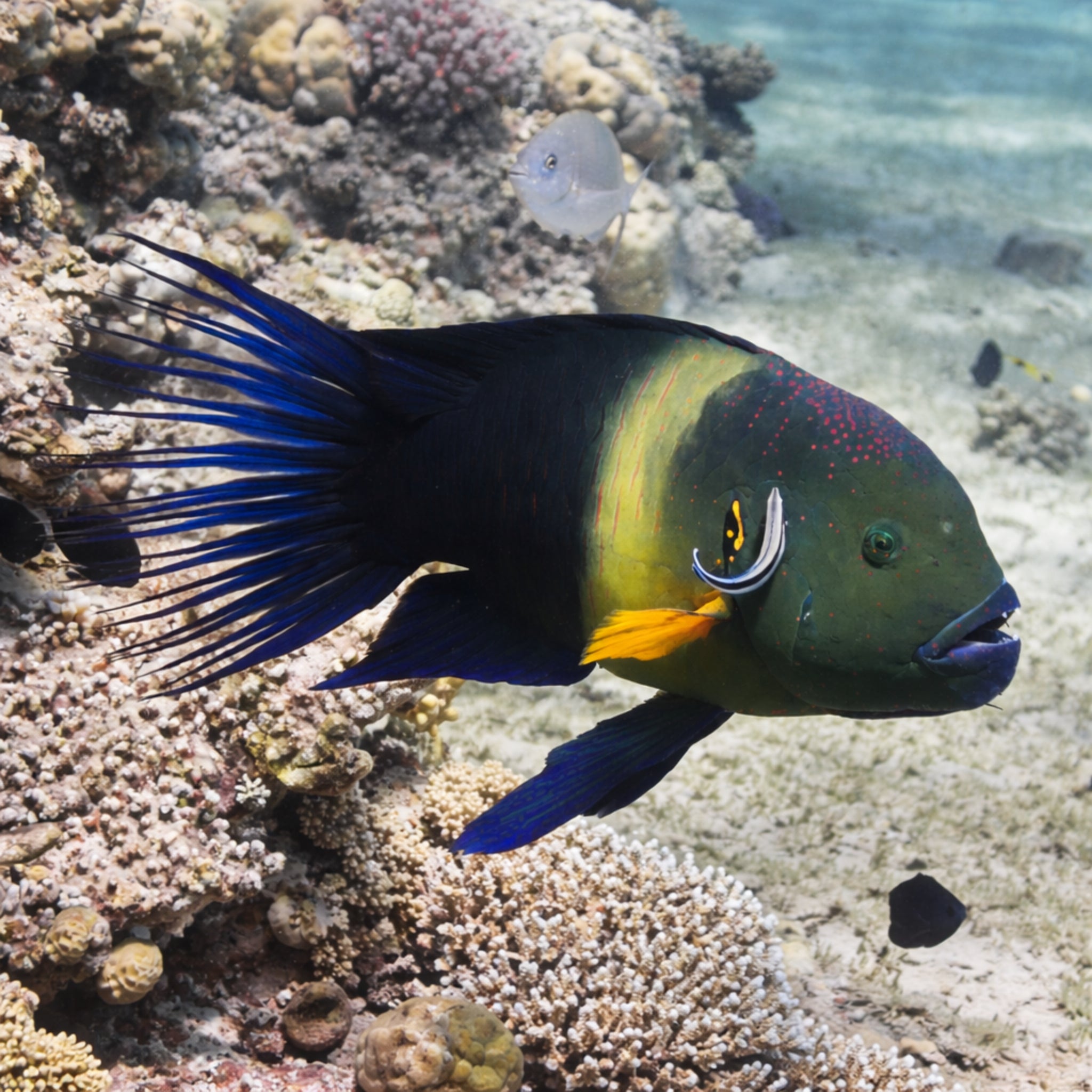 Broomtail Wrasse [Cheilinus lunulatus]