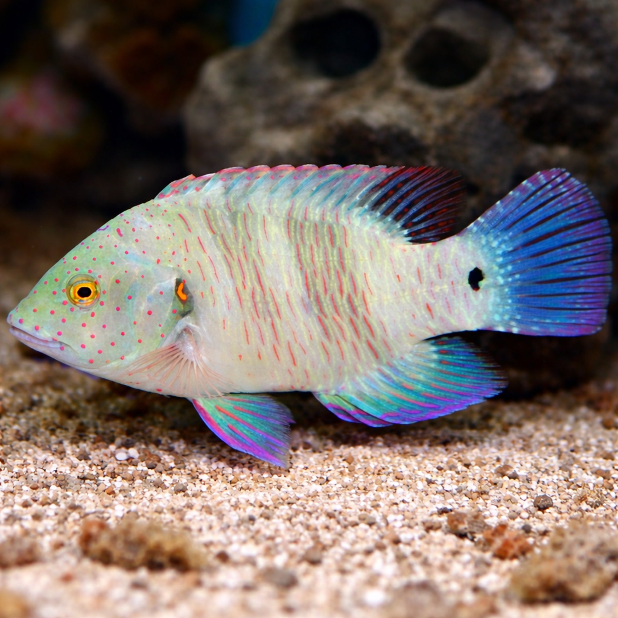 Broomtail Wrasse [Cheilinus lunulatus]