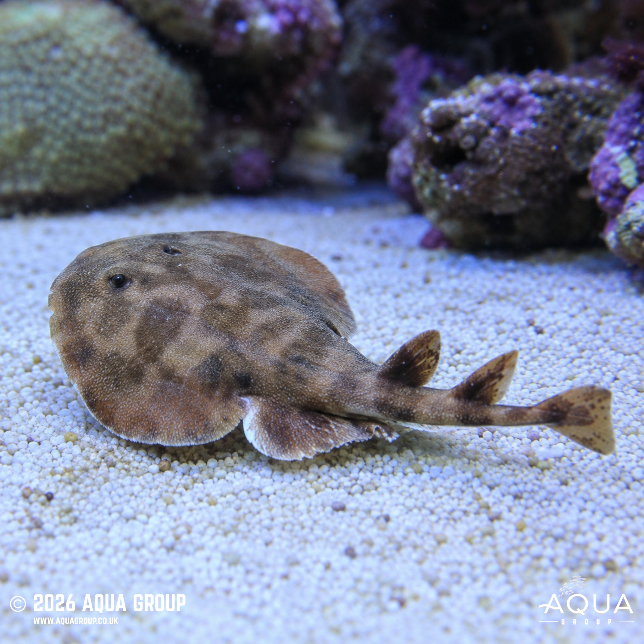 Brown Electric Ray - Narcine brunnea