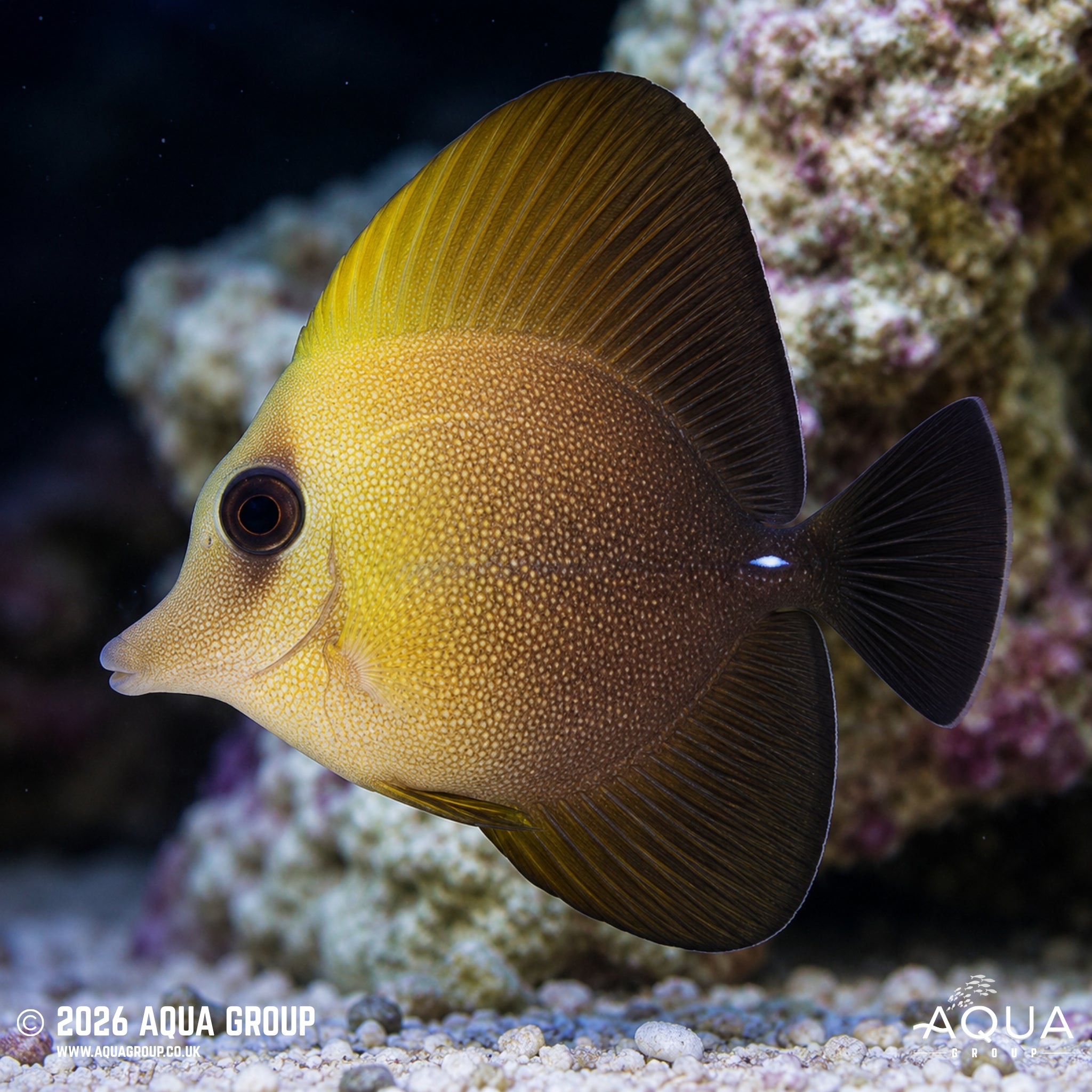 Brown Sailfin Tang - Zebrasoma scopas