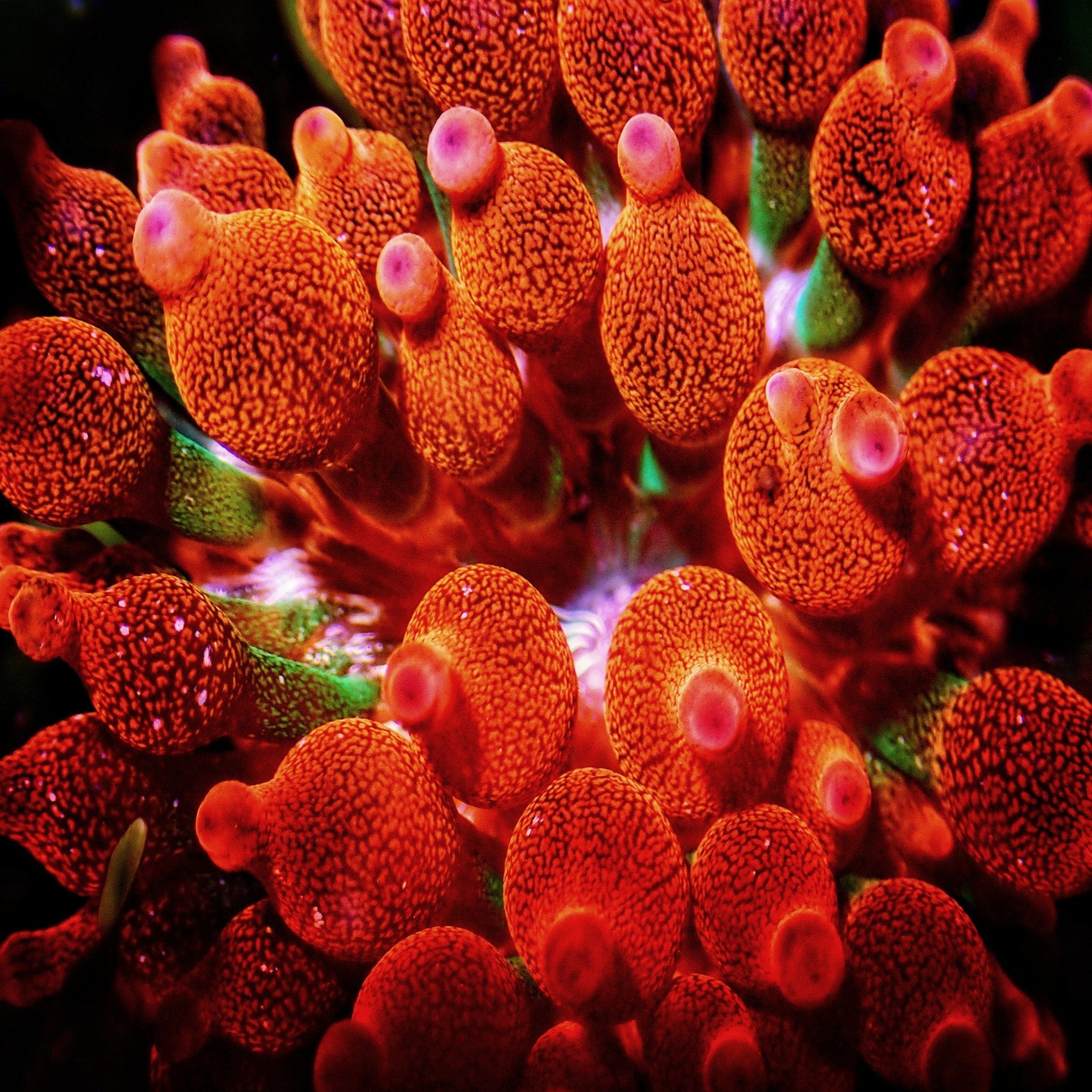 Bubble Anemone - Red Rainbow