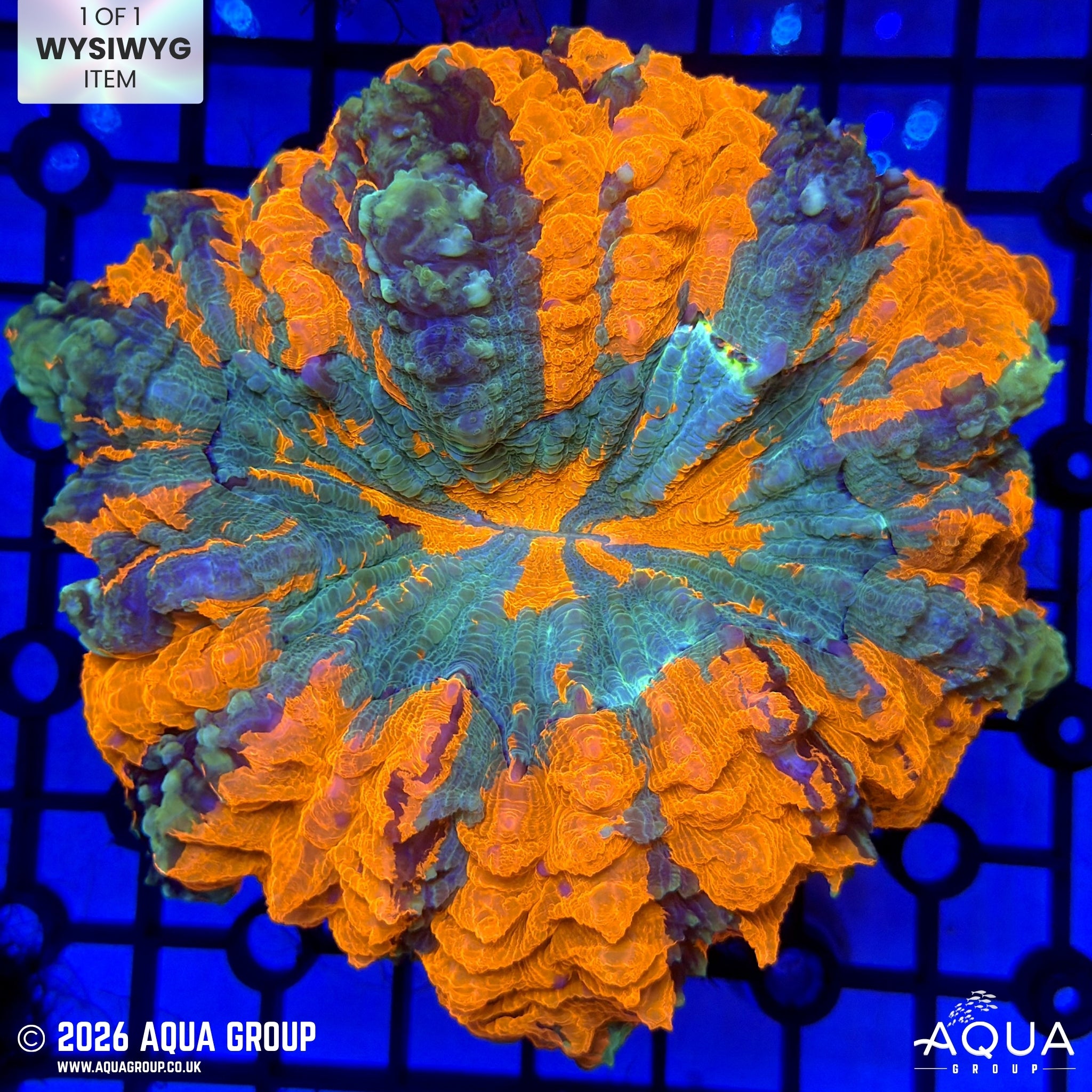 Burning Orange Acanthophyllia #3 - WYSIWYG