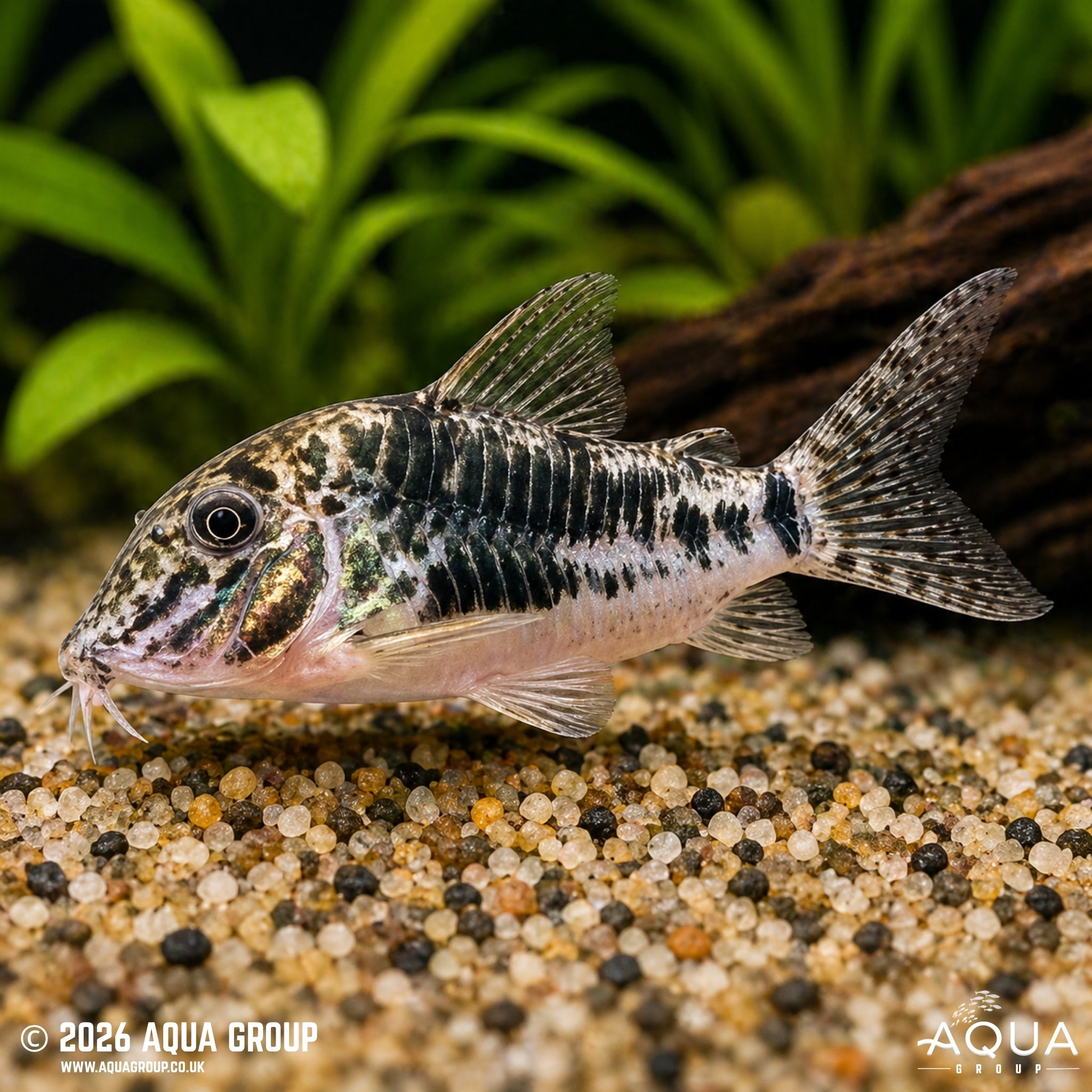C023 Sarare Cory - Corydoras sarareensis