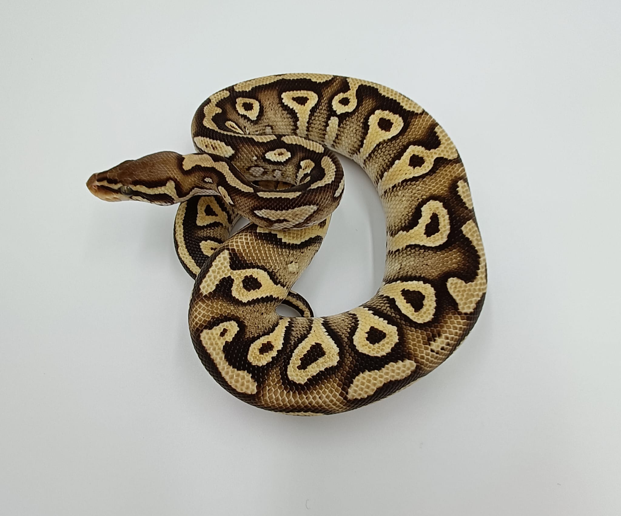 CB 2023 Phantom Pastel Mojave Royal Python Male