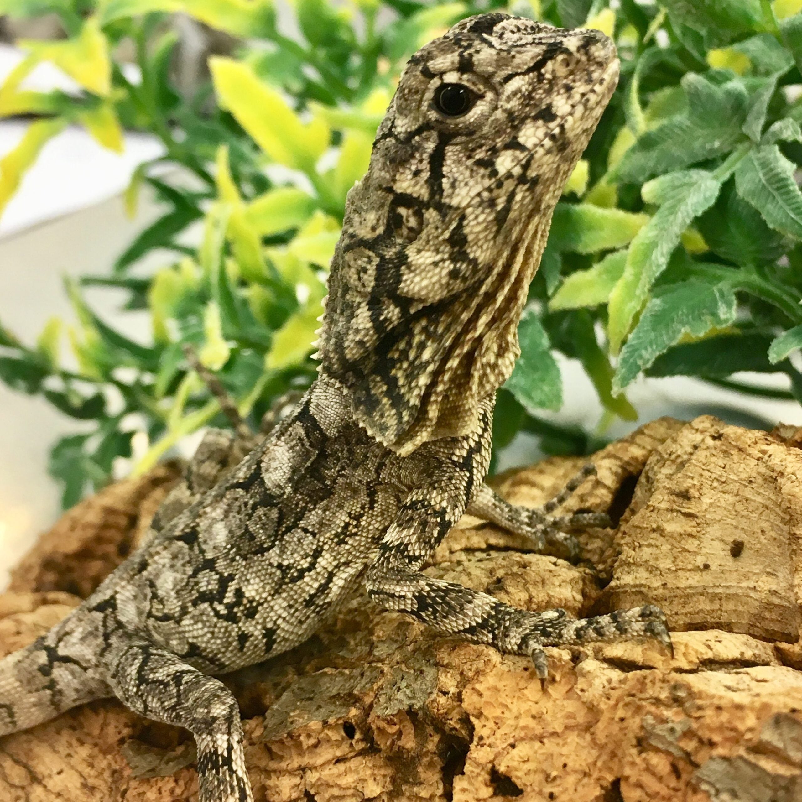 CB 8-10cm Frilled Dragon