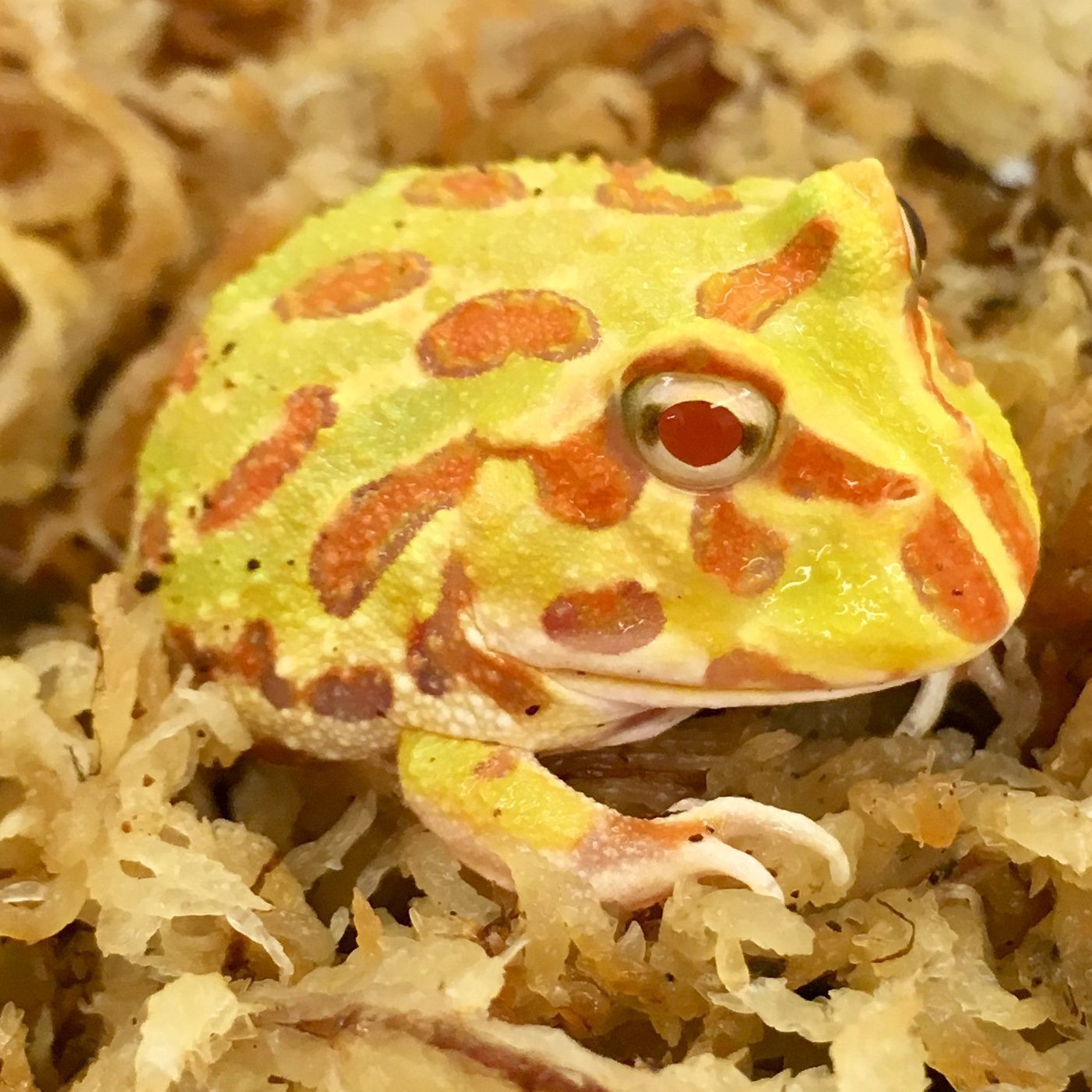 CB Albino Horned Frog (Ceratophrys cranwelli)