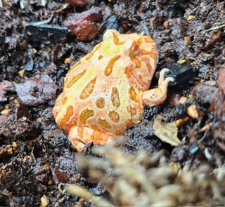 CB Apricot Horned frog (Ceratophrys cranwelli)