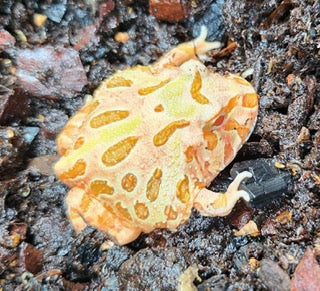 CB Apricot Horned frog (Ceratophrys cranwelli)