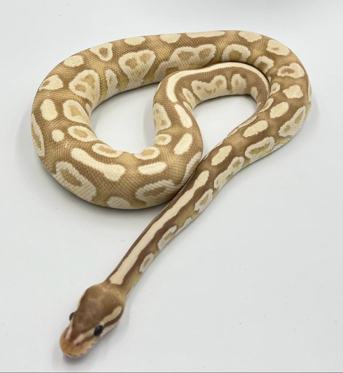 CB Banana Pastel Enchi Male