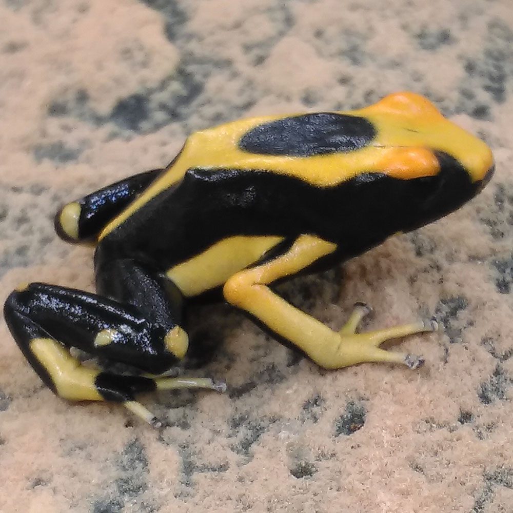 CB Poison Arrow Frog “MATECHO”