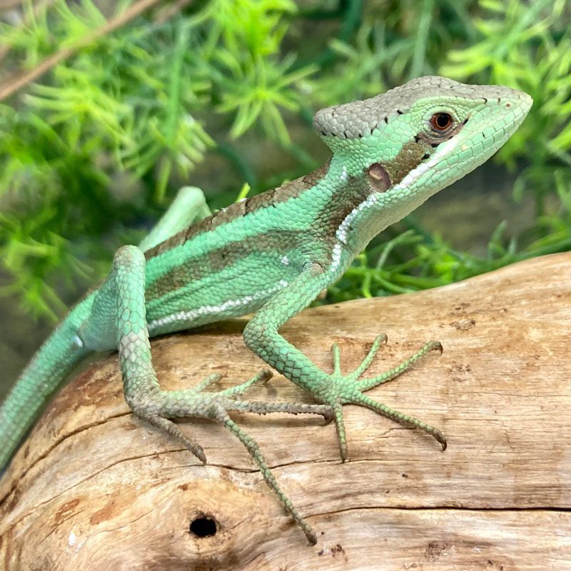 CB Eastern Casquehead Iguana