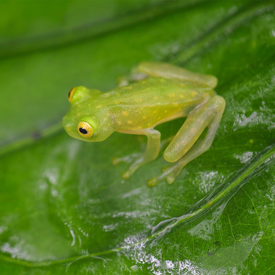 CB Fleischmann’s Glass Tree Frog