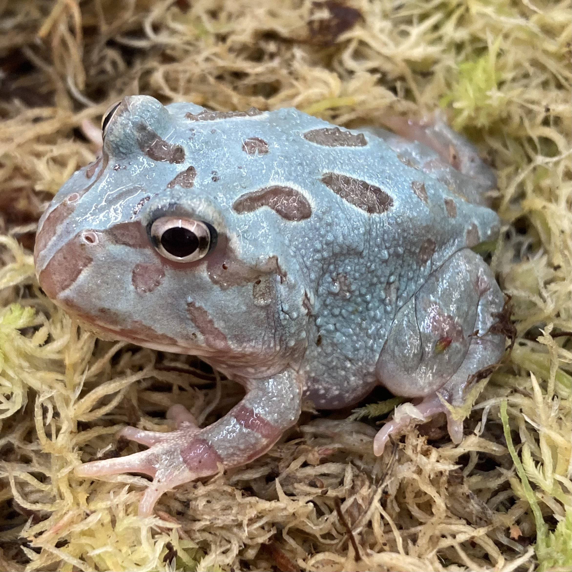 CB Metal Blue Mutant Horned Frog (Ceratophrys cranwelli)