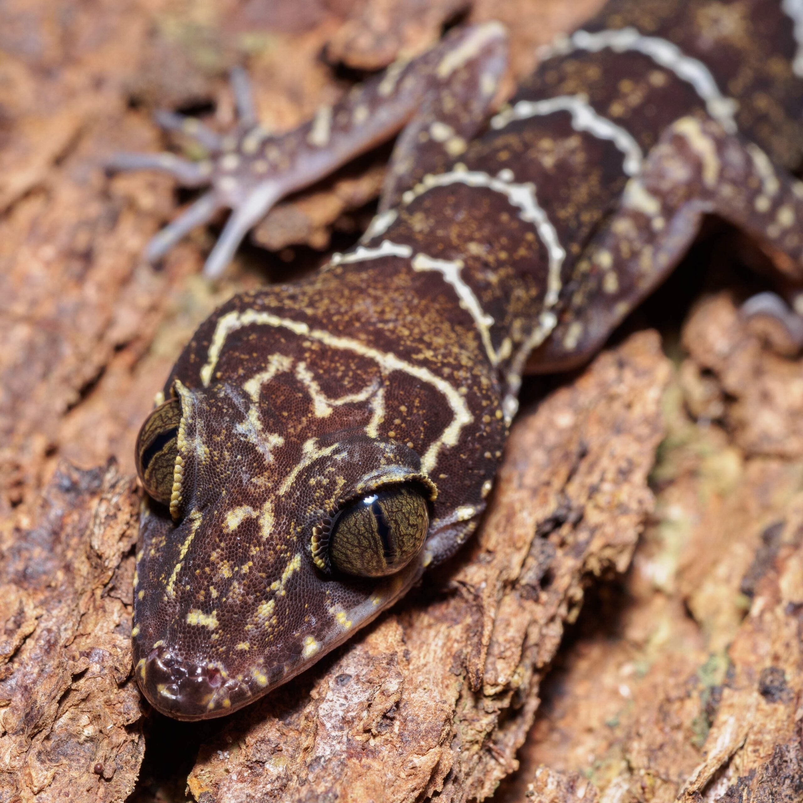 CB Peter’s Bow-fingered Gecko