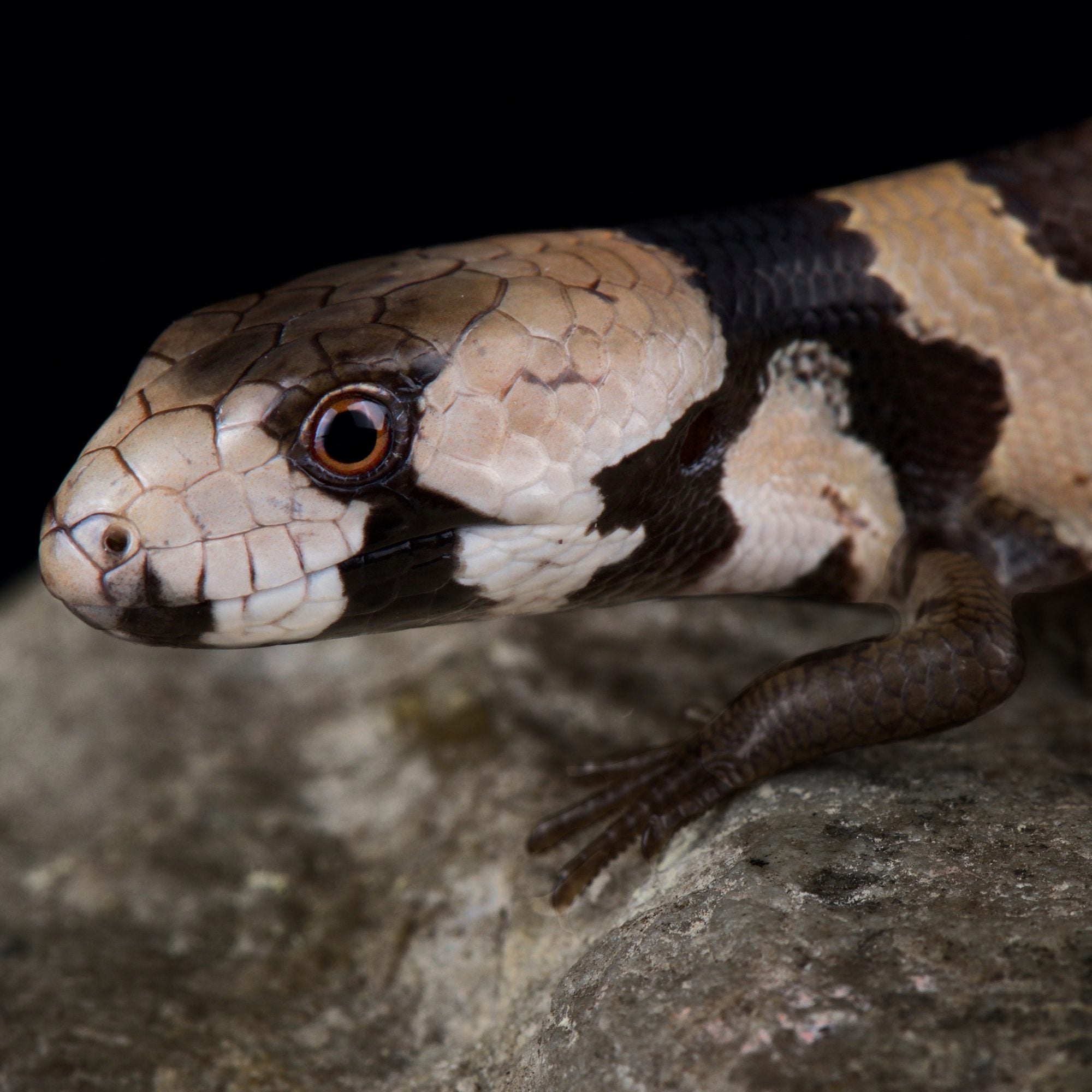 CB Pink Tongue Skink