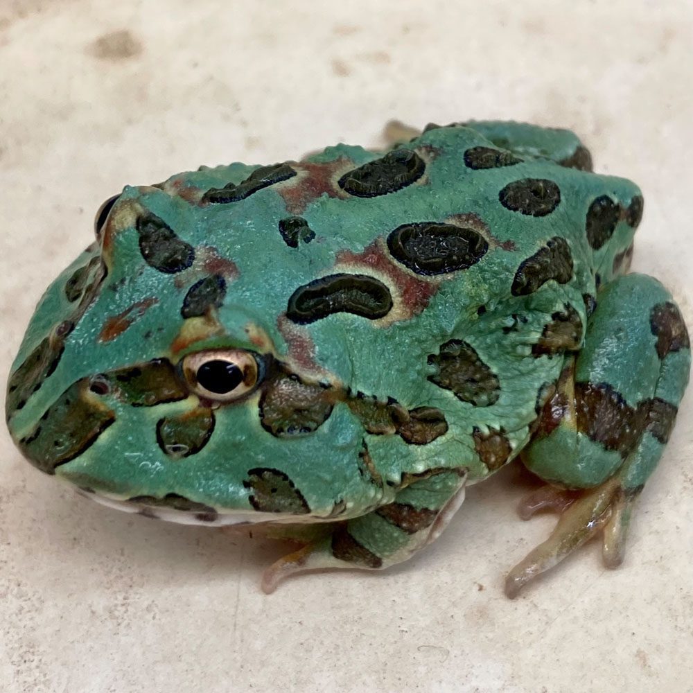 CB Samurai Blue Horned Frog (Ceratophrys cranwelli)