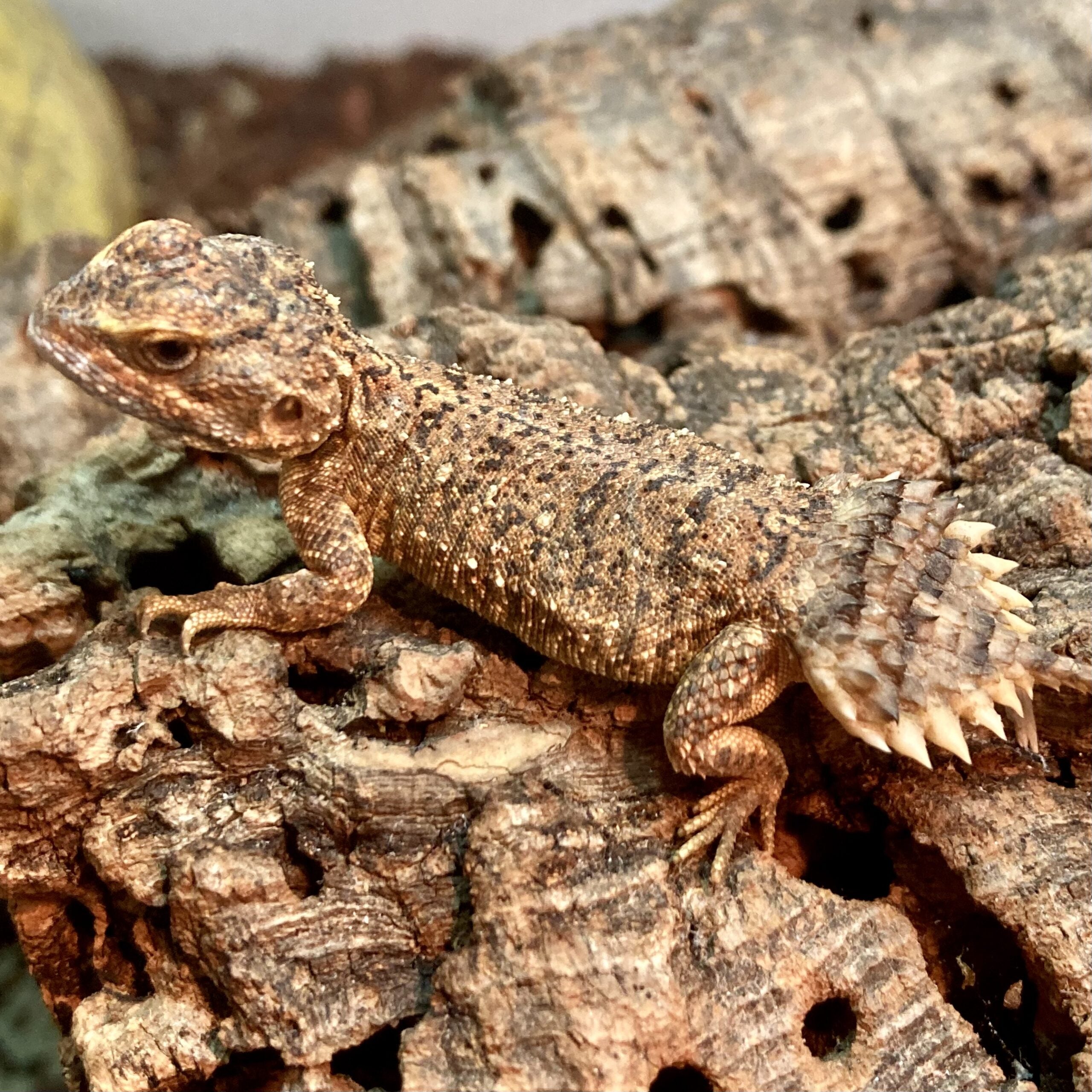 CB Shield-Tailed Agama