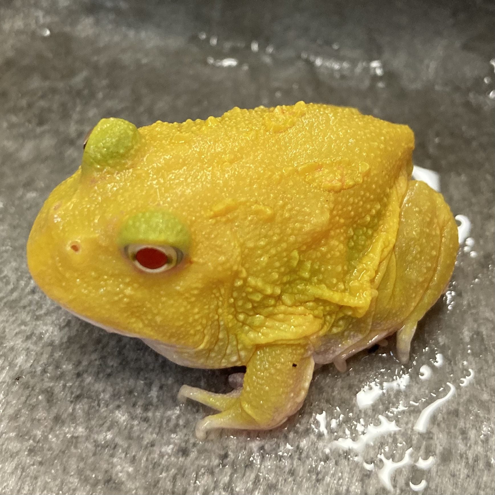 CB Super Pikachu Horned Frog (Ceratophrys cranwelli)