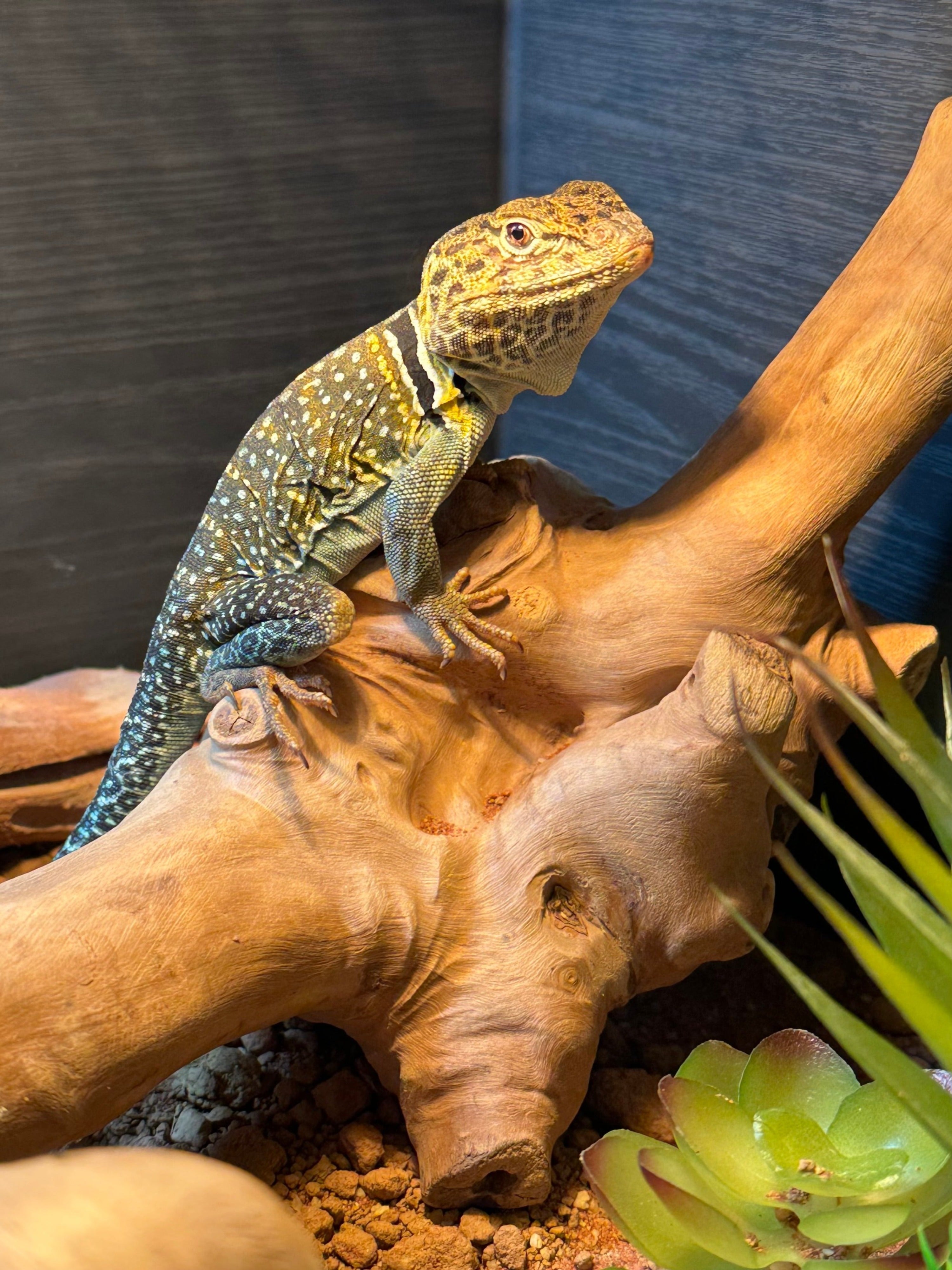 CB Yellow Collared Lizard (Male)