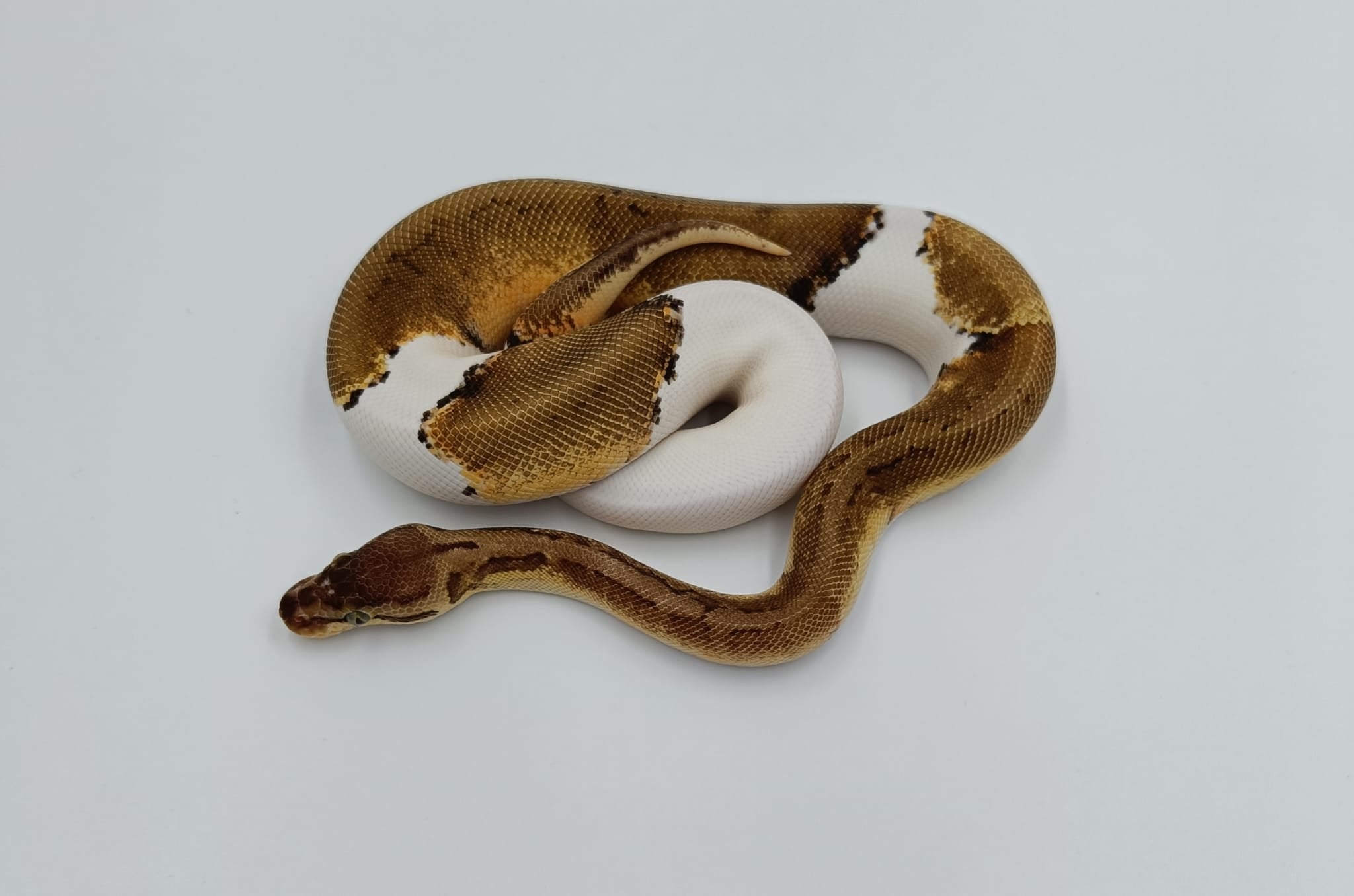 CB 2023 Pinstripe Pied Royal Python Male