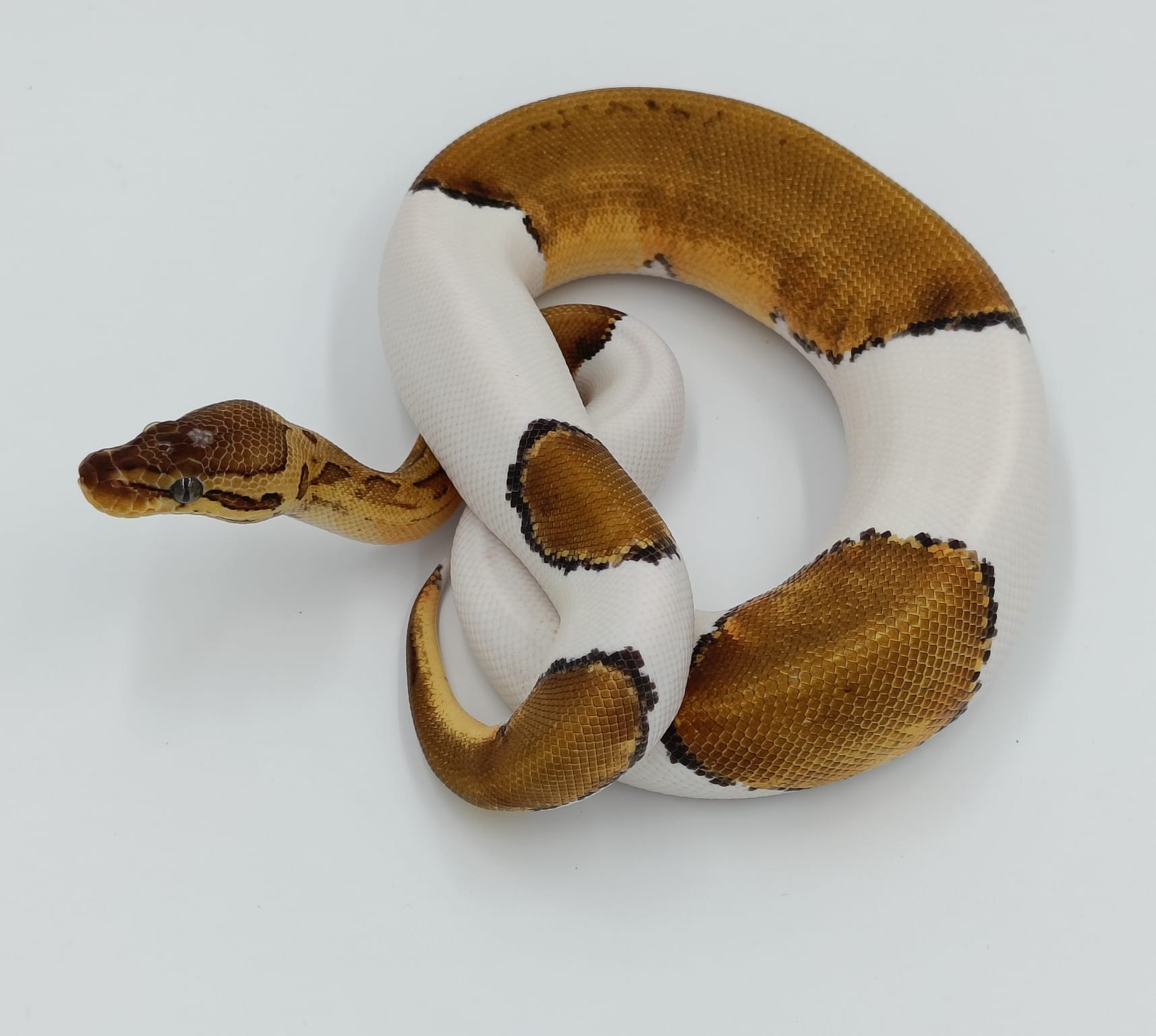 CB 2023 Pinstripe Pied  Royal Python Male