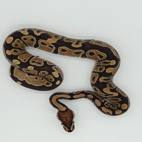 CB 2023 Normal Royal Python Male