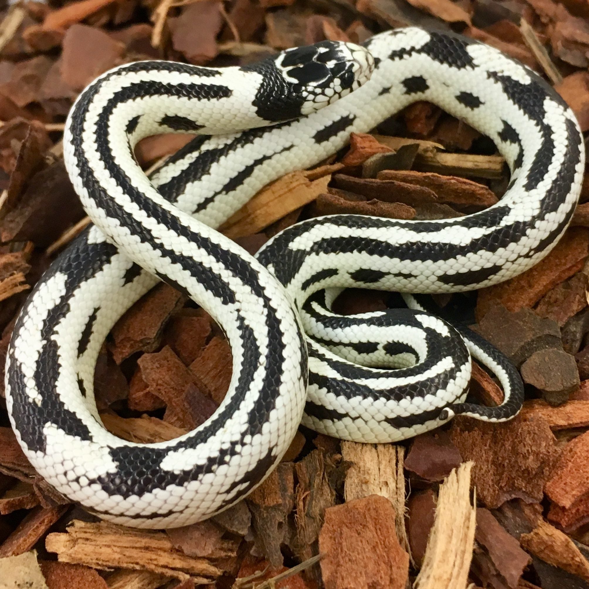 CB23 Black & White Abberant Californian Kingsnake