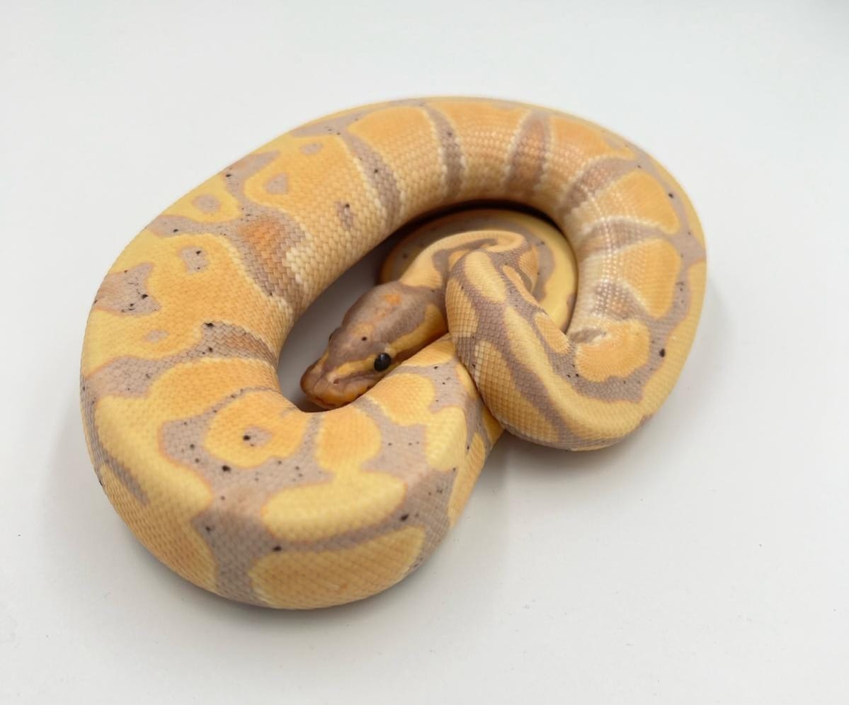 CB23 Banana 66% Het Clown/G-Stripe Male