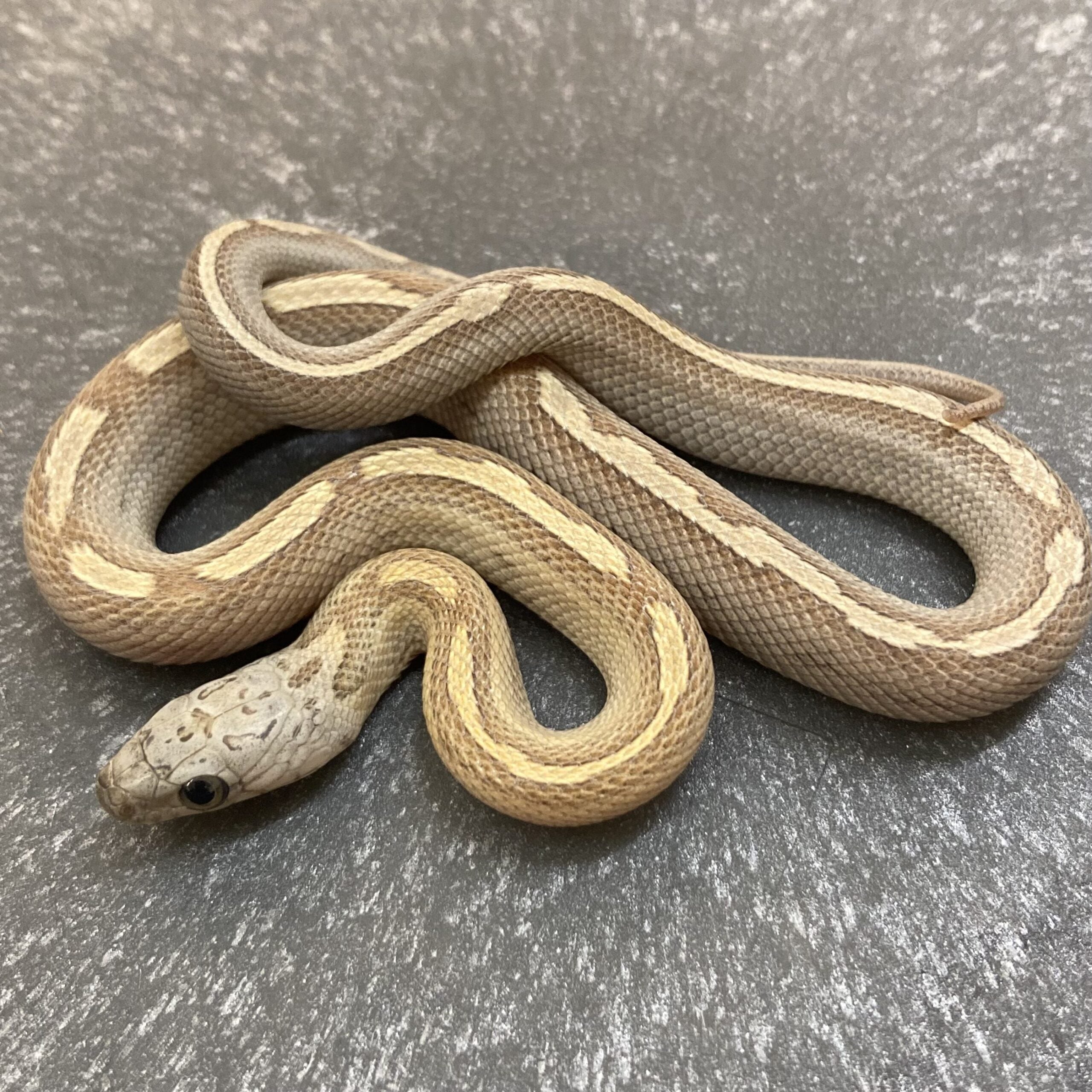 CB23 Caramel Sunkissed Motley Corn Snake